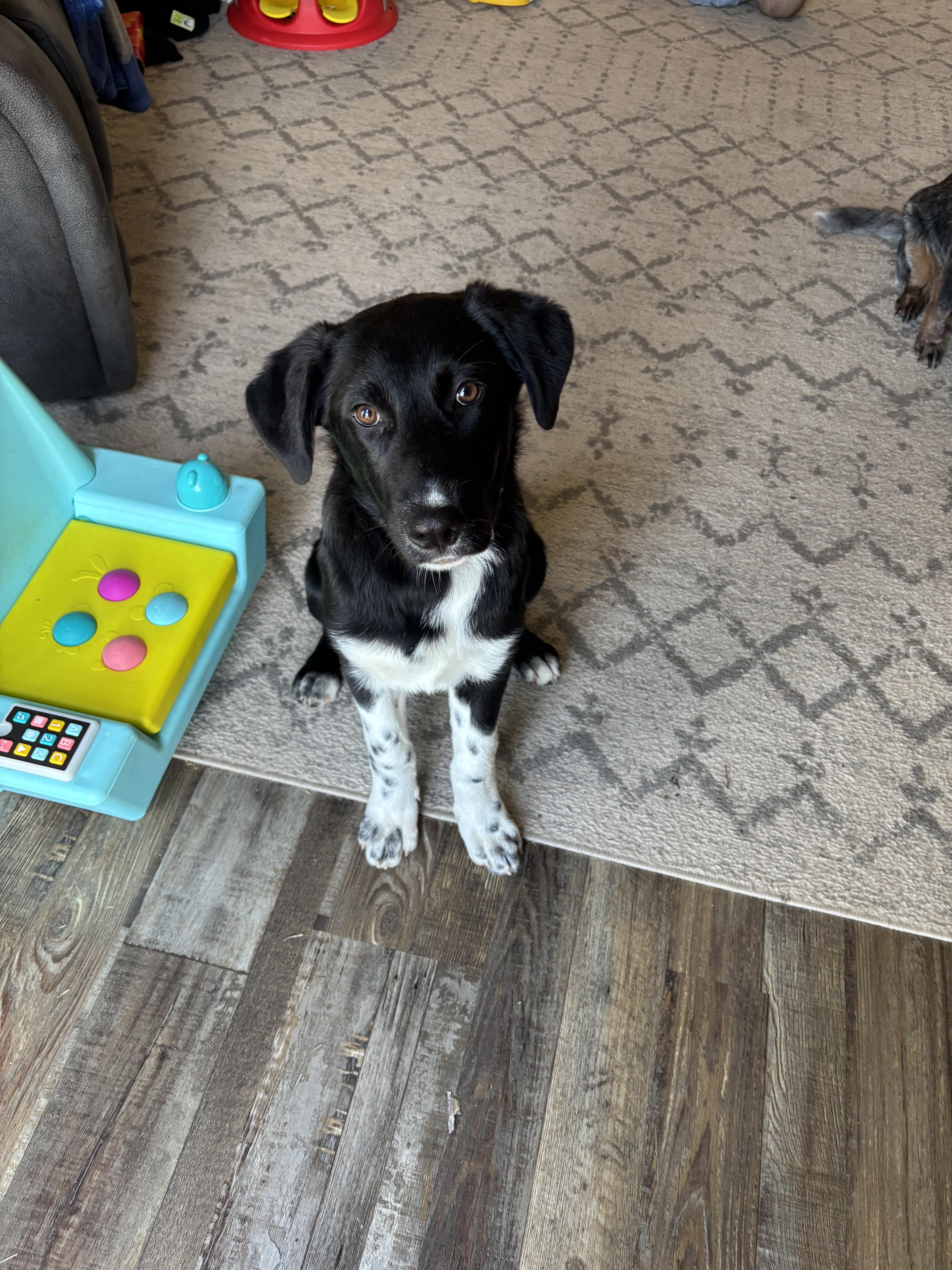 Bear, a Adoptable mixed breed in Bloomingdale, GA image 6/6