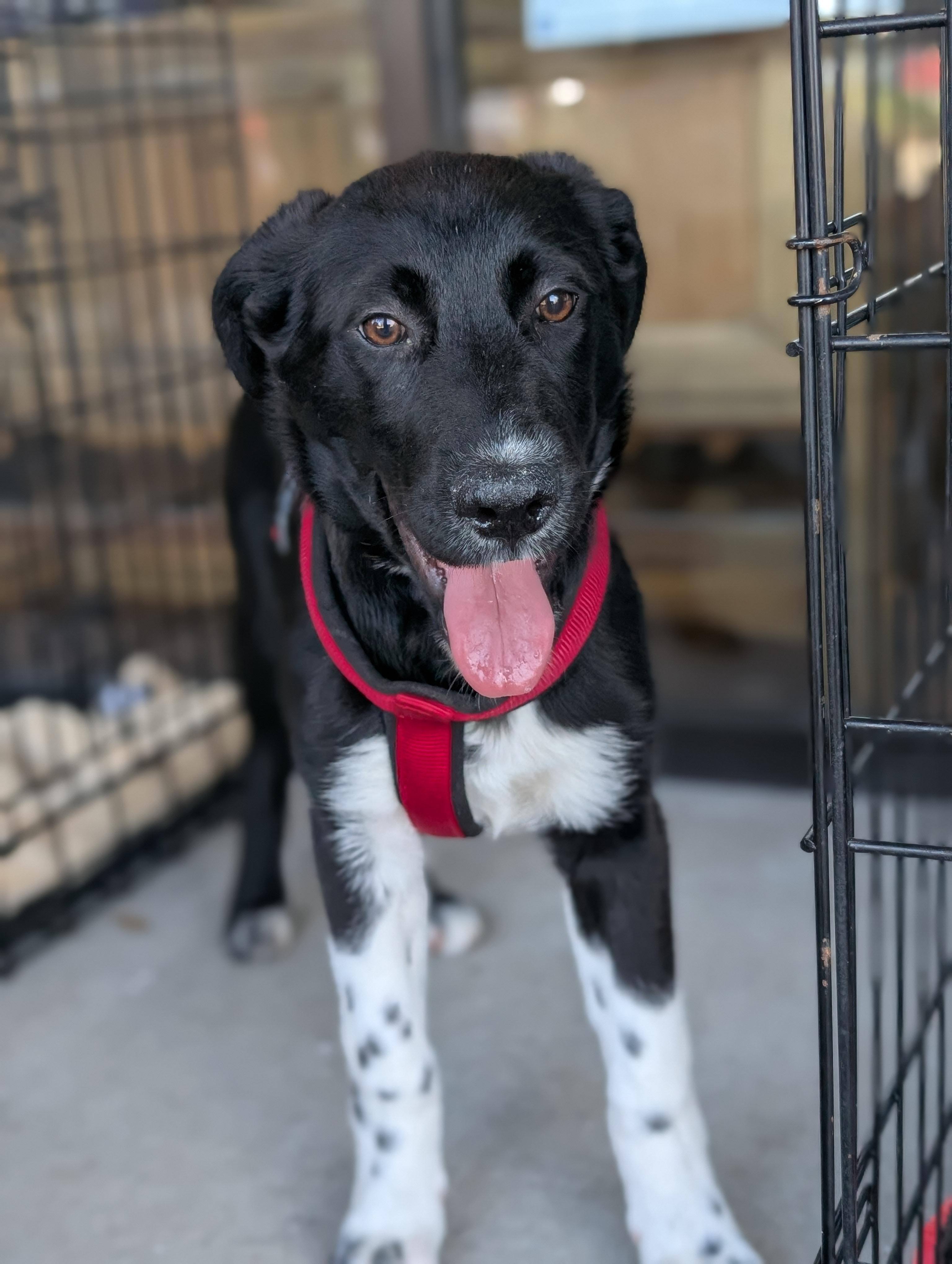 Bear, a Adoptable mixed breed in Bloomingdale, GA image 2/6