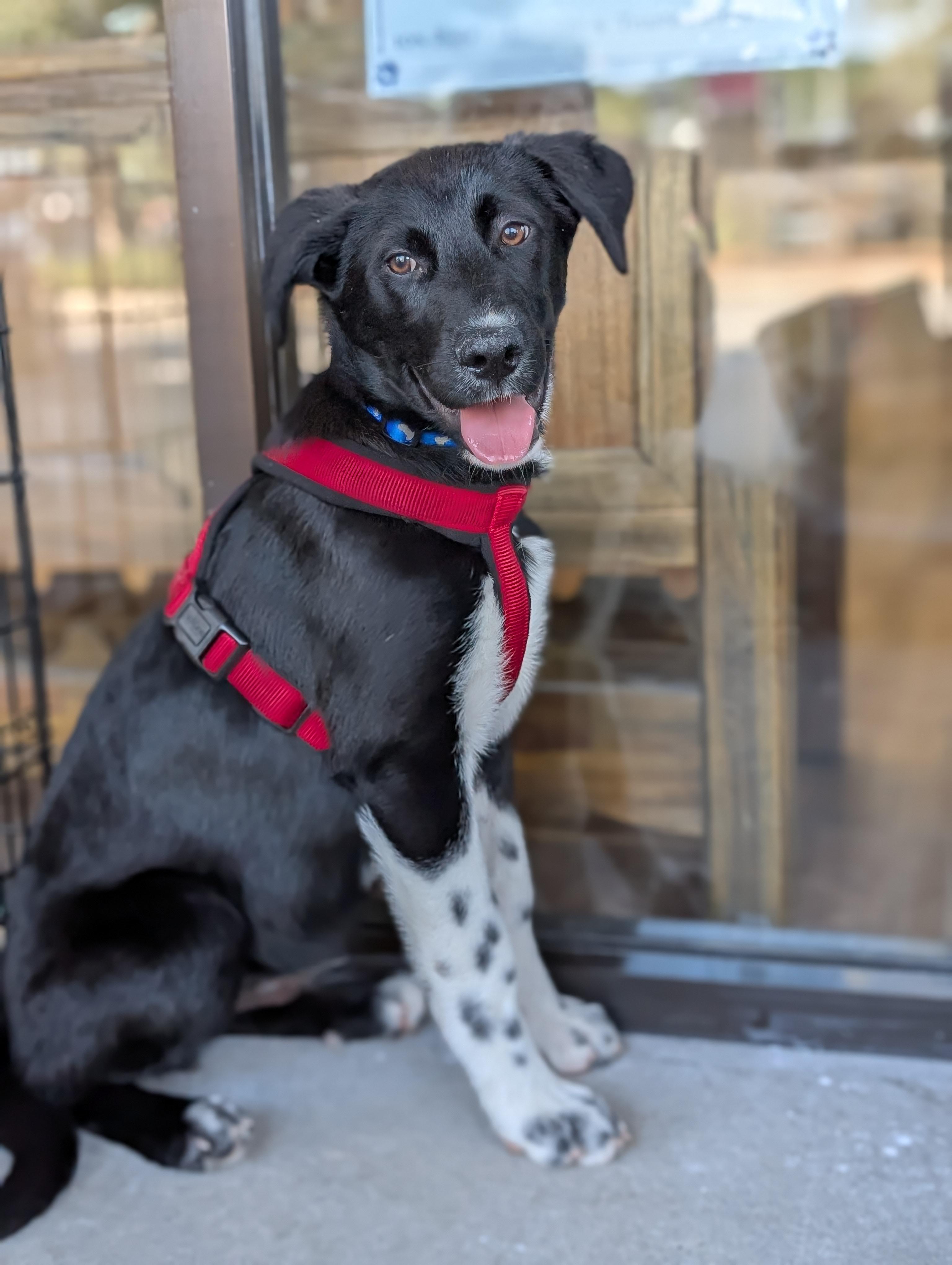 Bear, a Adoptable mixed breed in Bloomingdale, GA image 4/6