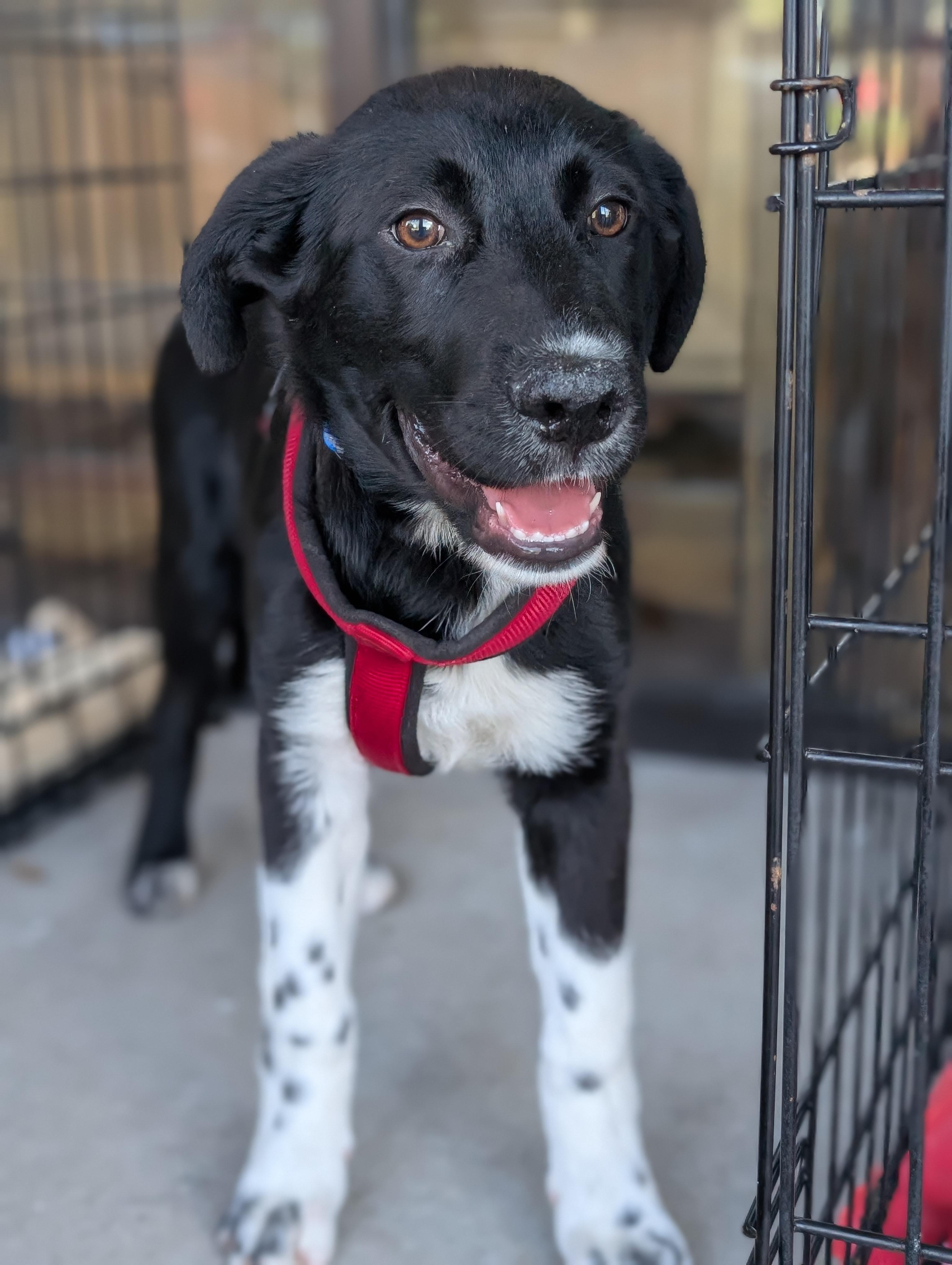 Bear, a Adoptable mixed breed in Bloomingdale, GA image 1/6