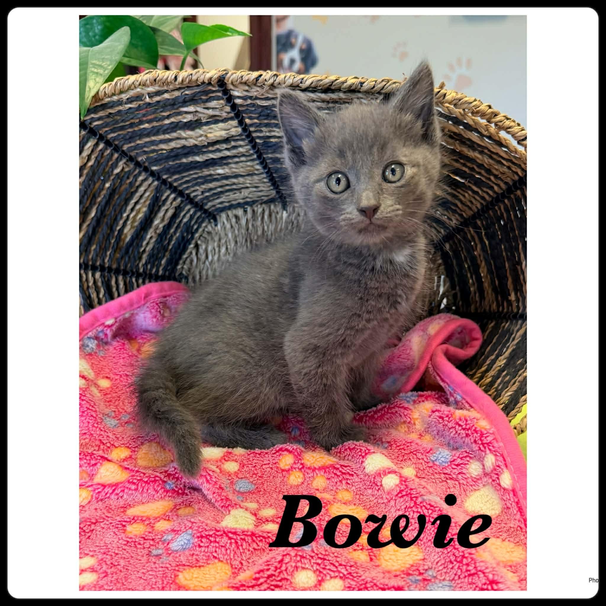 Bowie, ADOPTABLE, Kitten Male Domestic Short Hair.