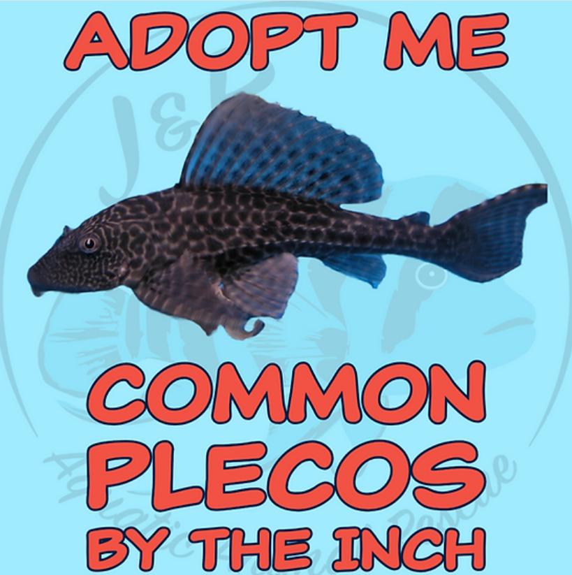 Enlarge Common Plecos, a Adoptable Freshwater Fish in Neenah, WI image 1/1