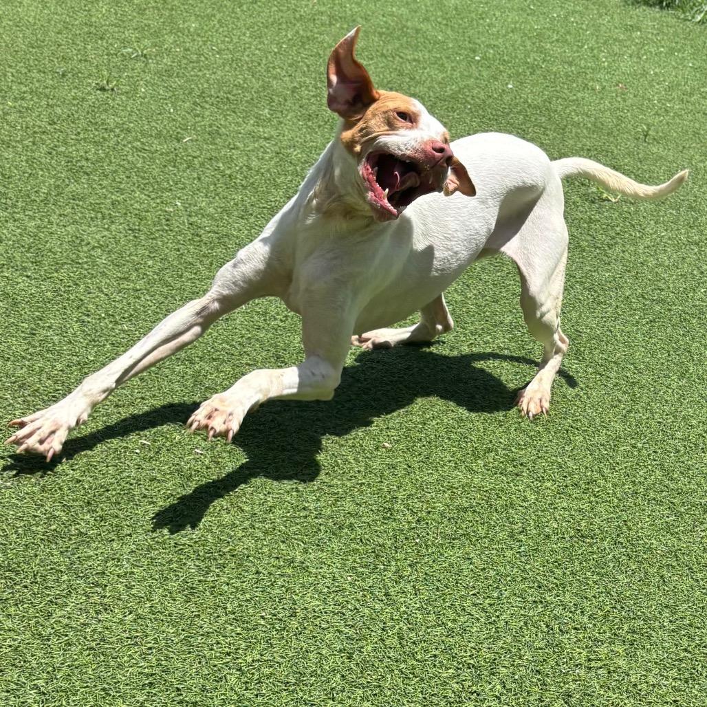 Scar 0889, Adoptable, Adult Female English Pointer.