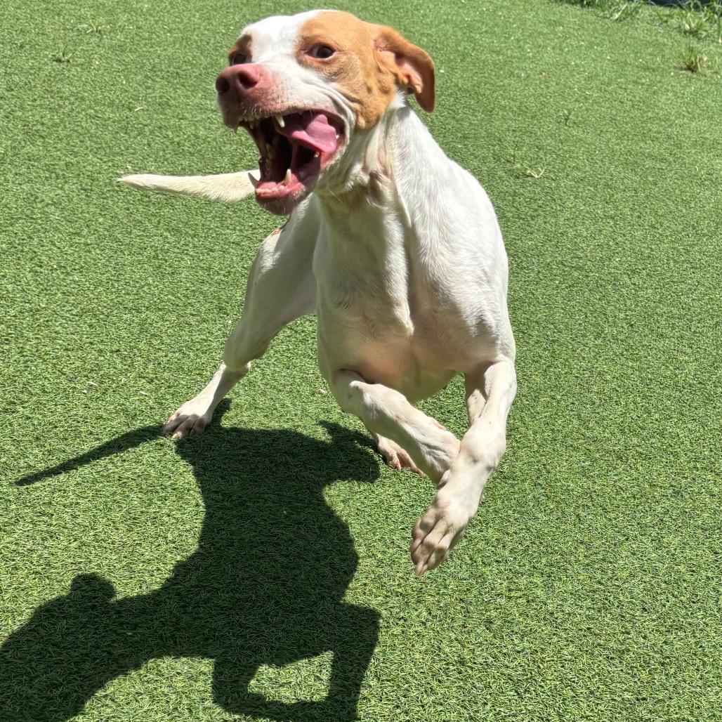 Enlarge Scar 0889, a Adoptable English Pointer in LOXAHATCHEE, FL image 2/3