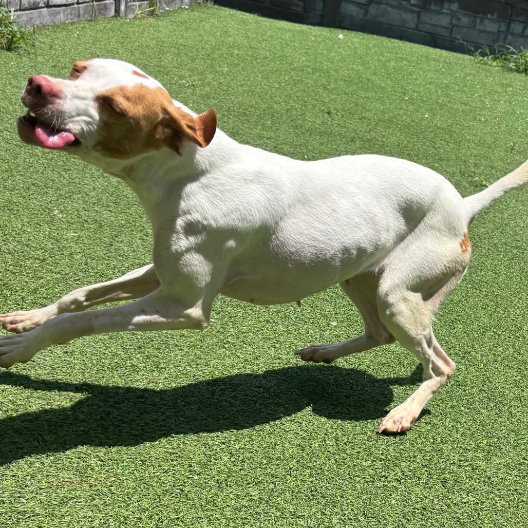 Enlarge Scar 0889, a Adoptable English Pointer in LOXAHATCHEE, FL image 3/3