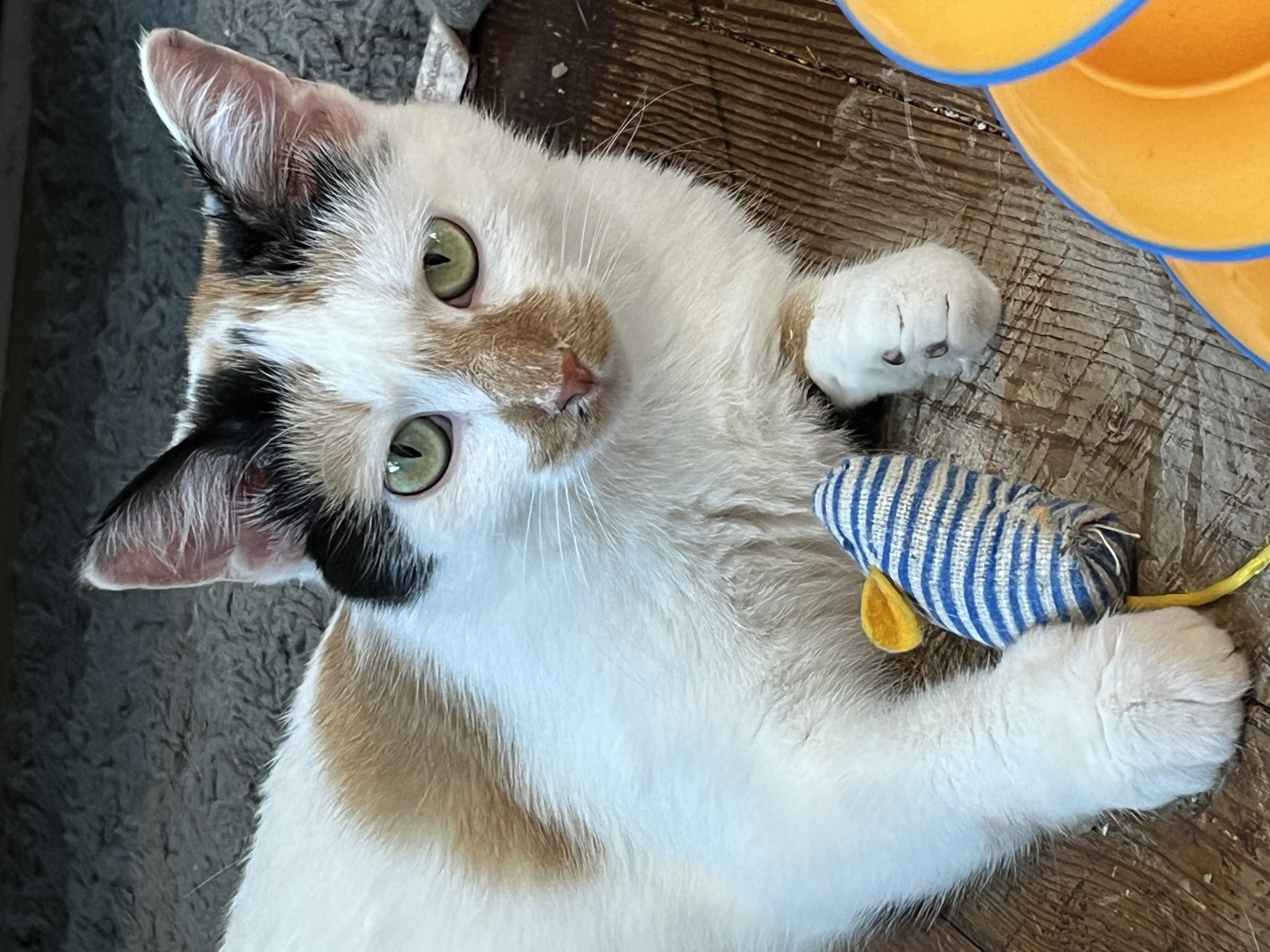 Coral, a Adoptable mixed breed in Massillon, OH image 5/6