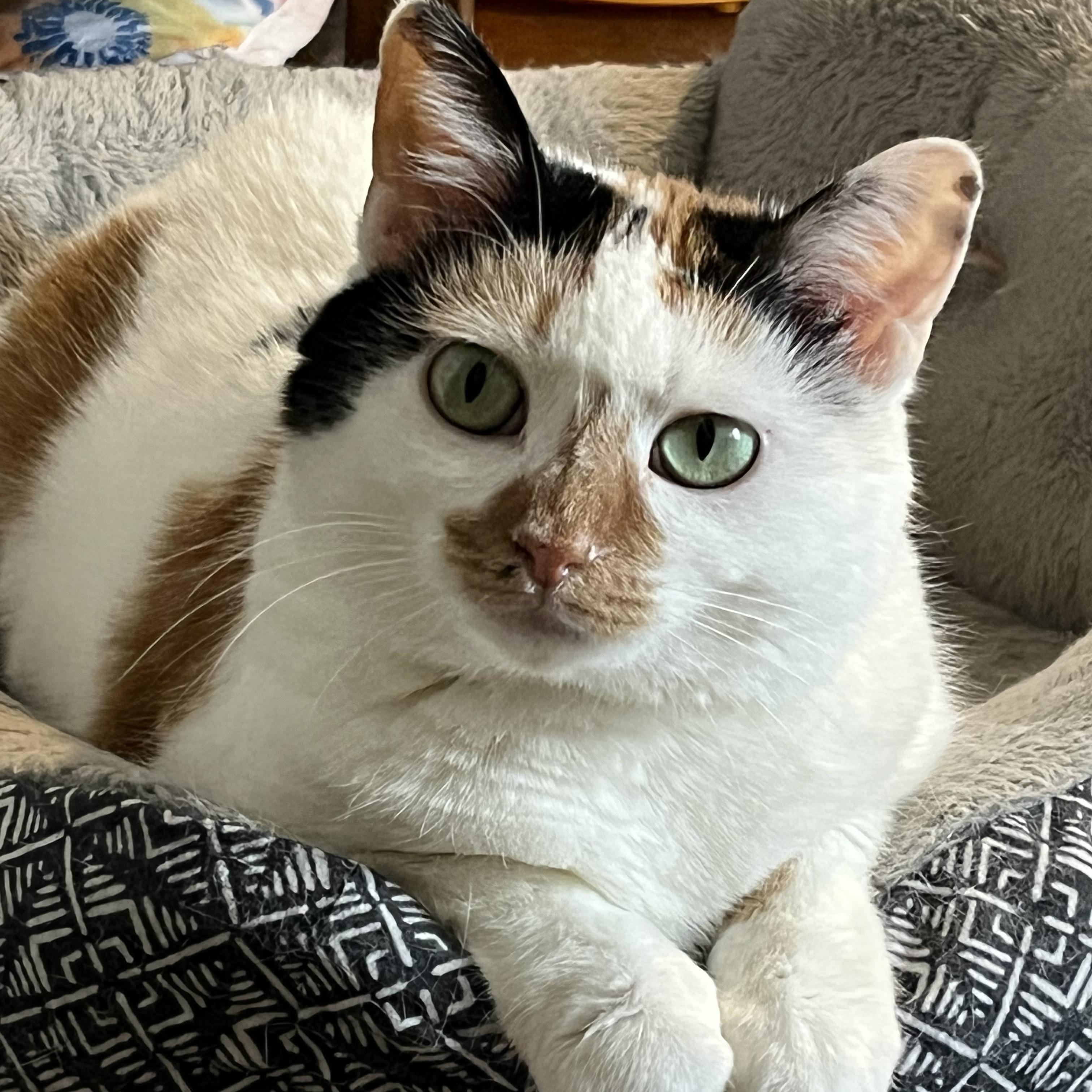 Coral, Adoptable, Adult Female Domestic Short Hair.