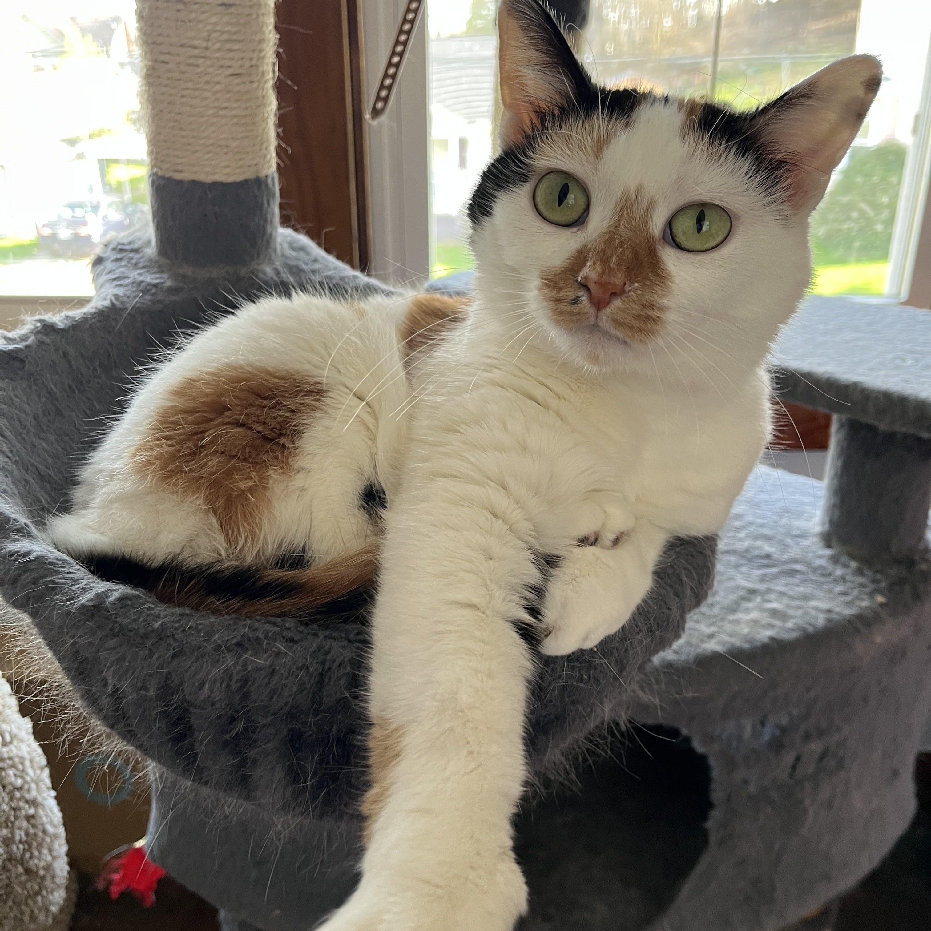 Coral, a Adoptable mixed breed in Massillon, OH image 6/6