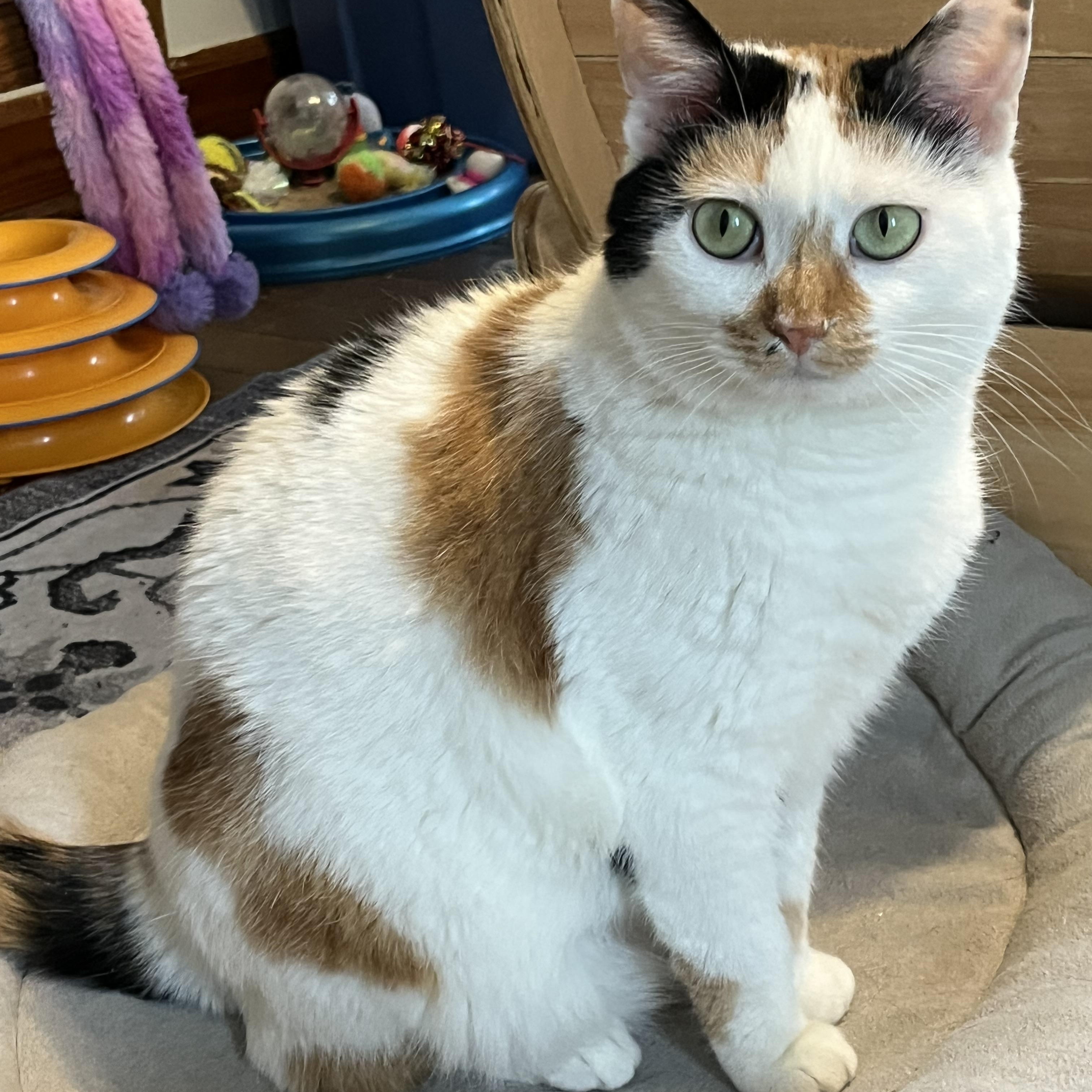 Enlarge Coral, a Adoptable mixed breed in Massillon, OH image 1/6