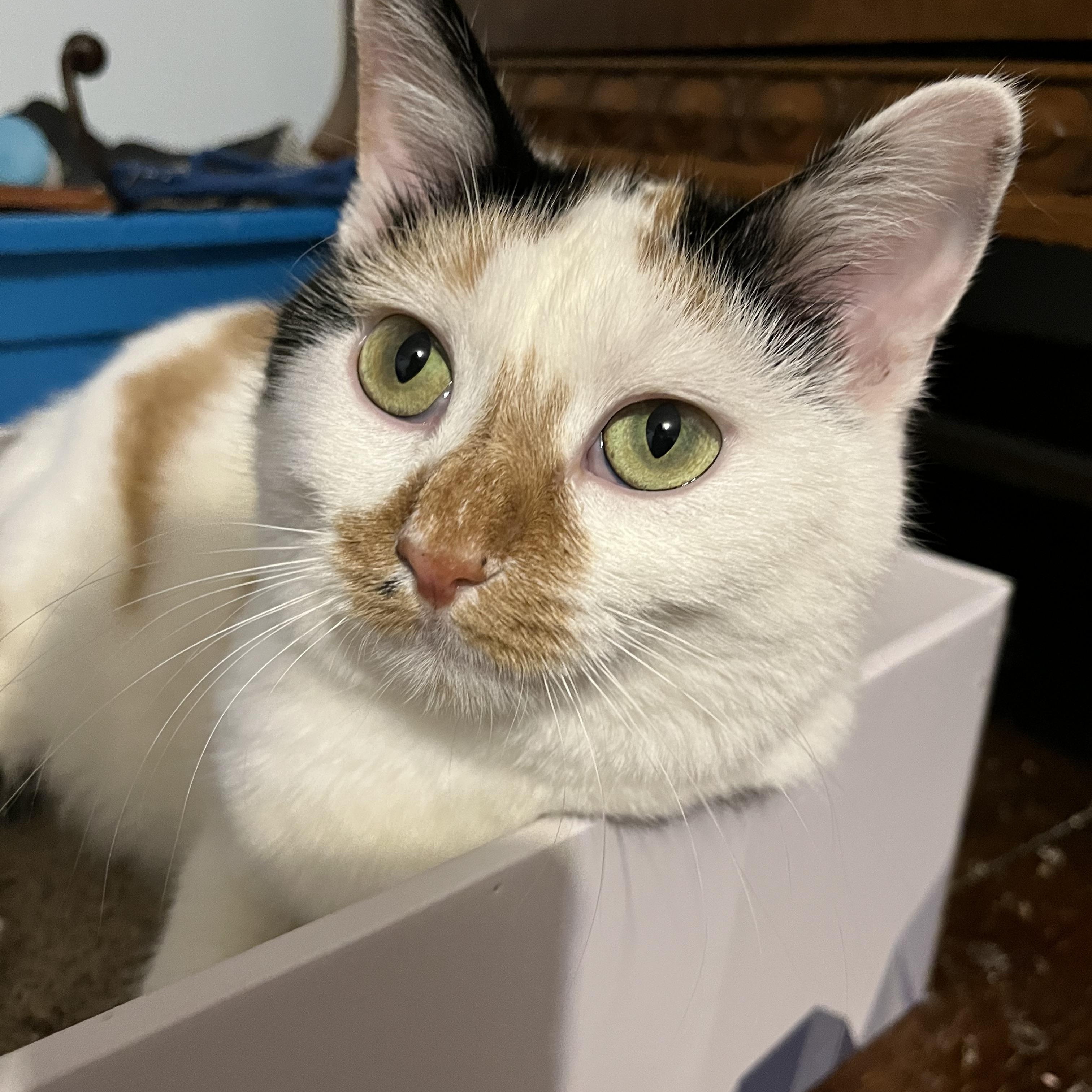 Coral, a Adoptable mixed breed in Massillon, OH image 1/6