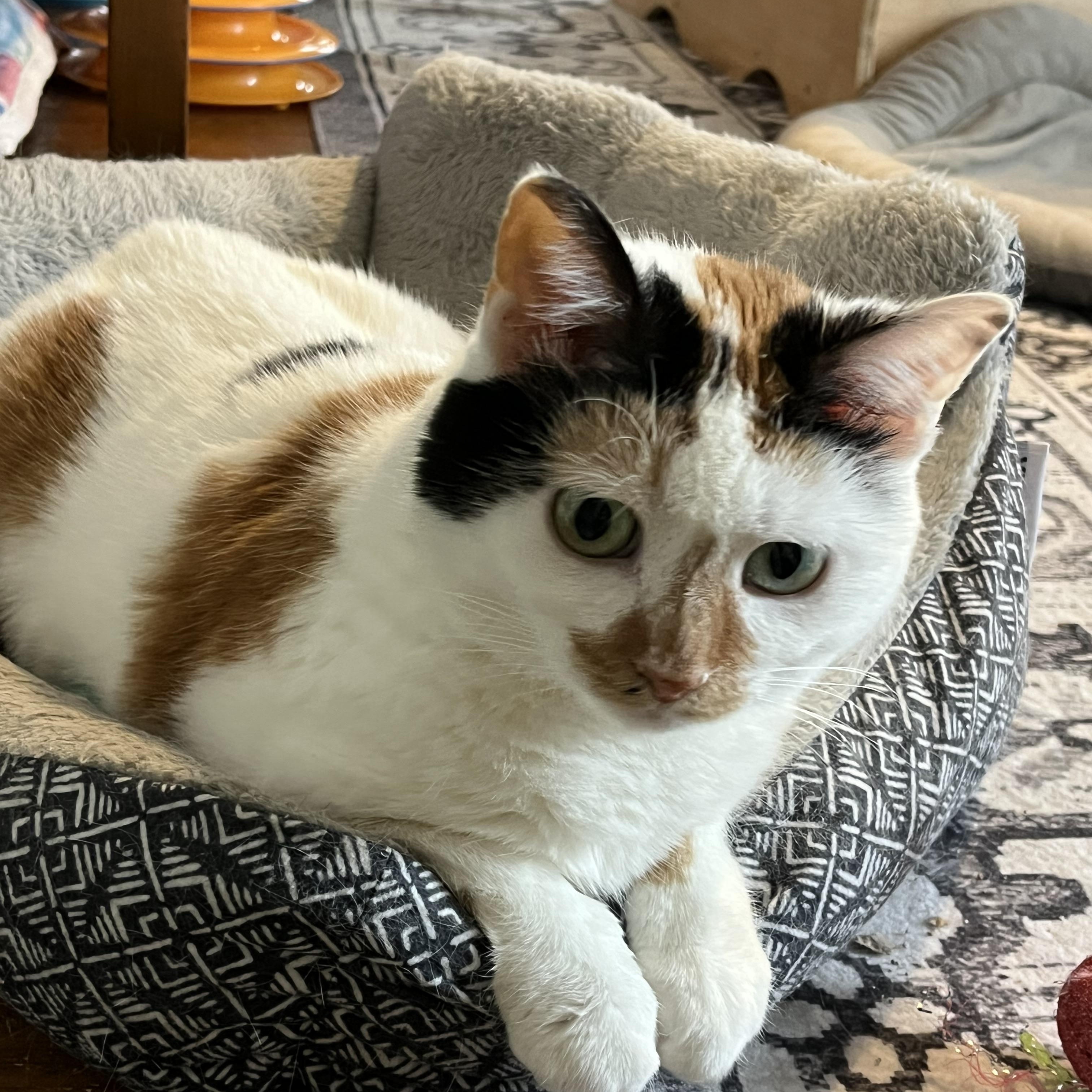Enlarge Coral, a Adoptable mixed breed in Massillon, OH image 3/6