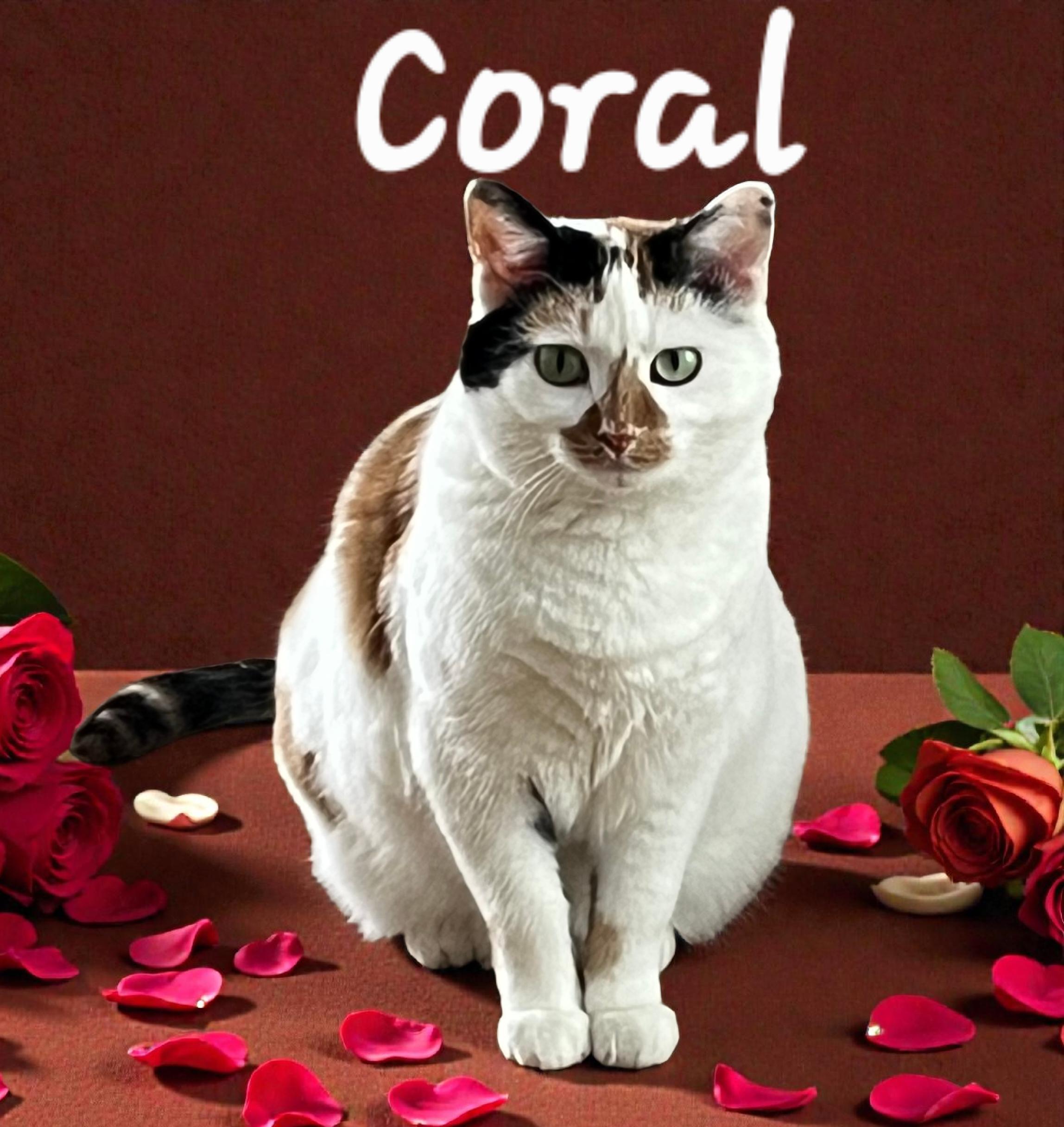 Enlarge Coral, a Adoptable mixed breed in Massillon, OH image 1/6