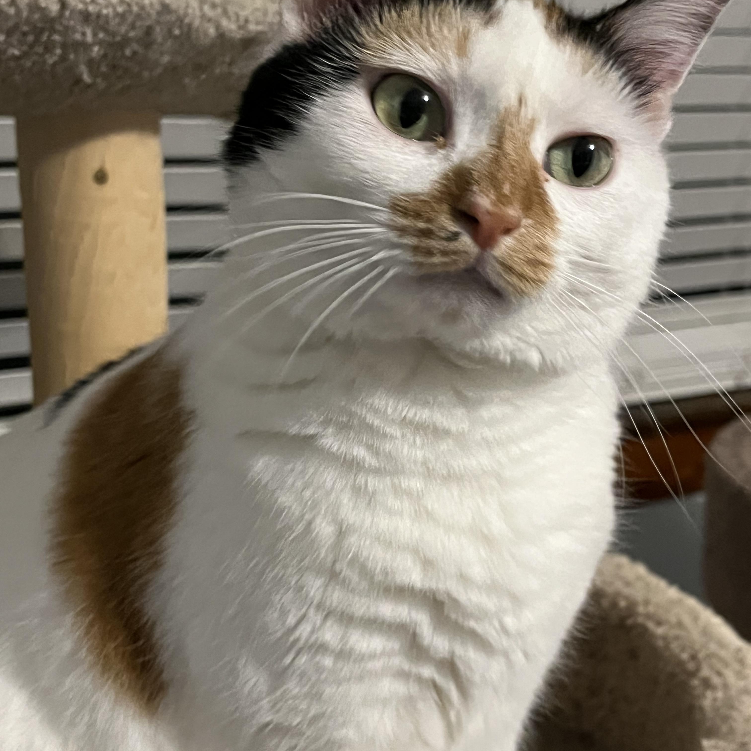 Coral, a Adoptable mixed breed in Massillon, OH image 2/5
