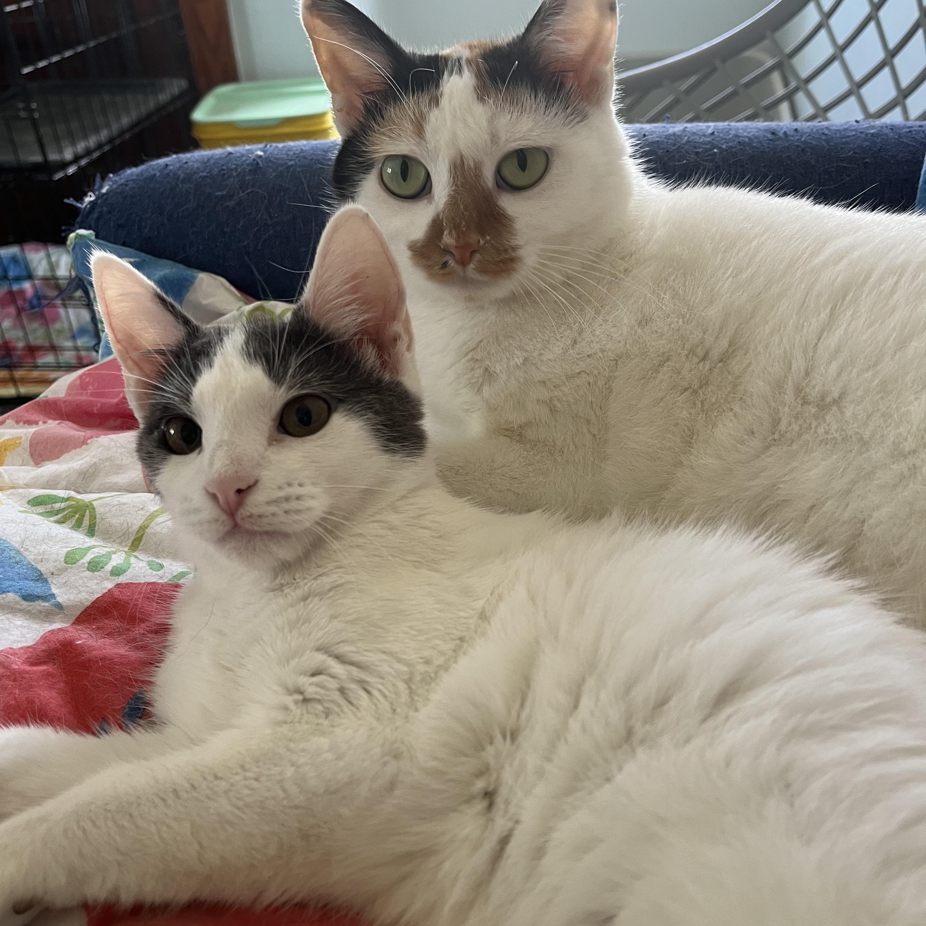 Enlarge Coral, a Adoptable mixed breed in Massillon, OH image 6/6