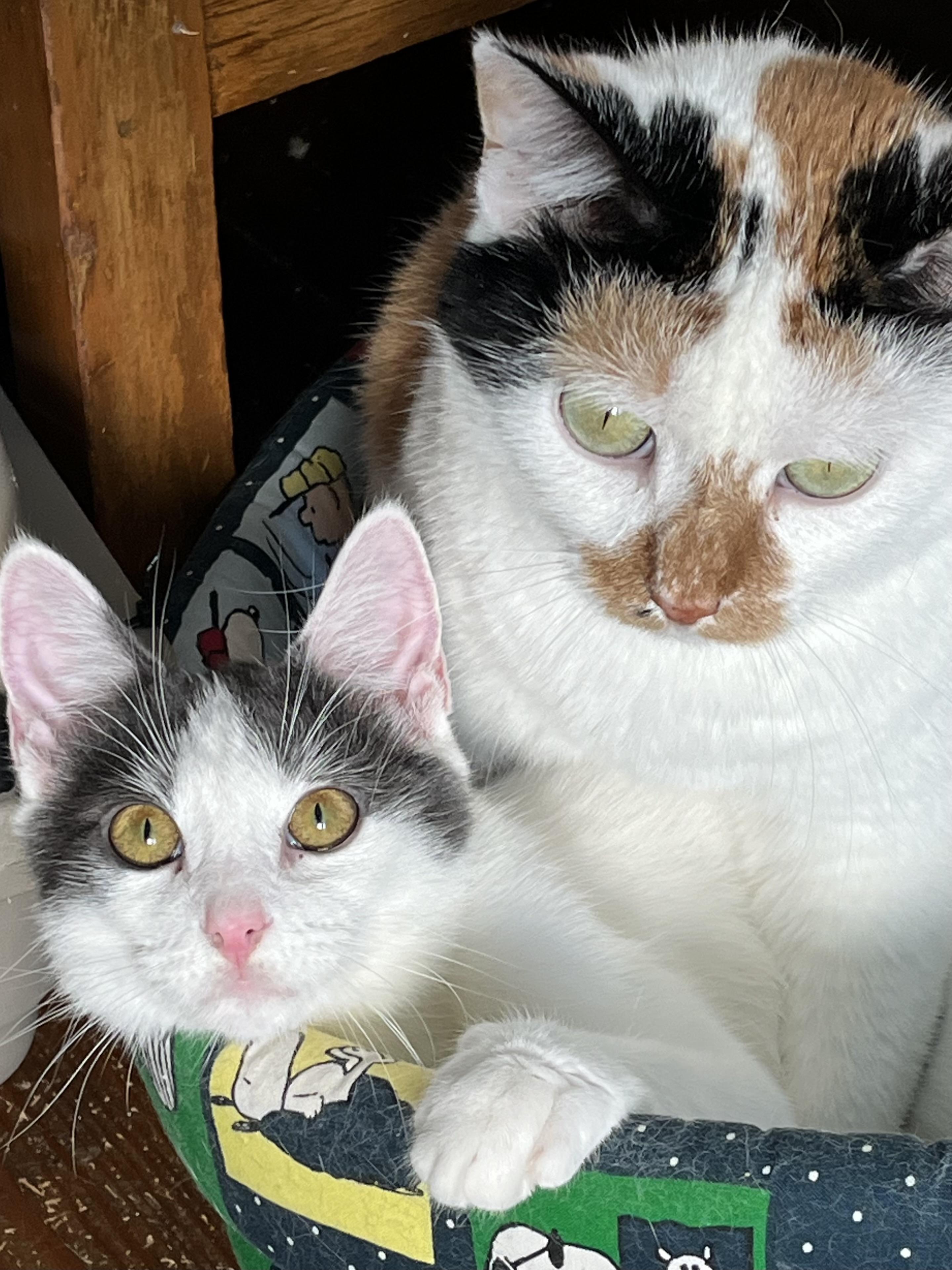 Enlarge Coral, a Adoptable mixed breed in Massillon, OH image 5/6