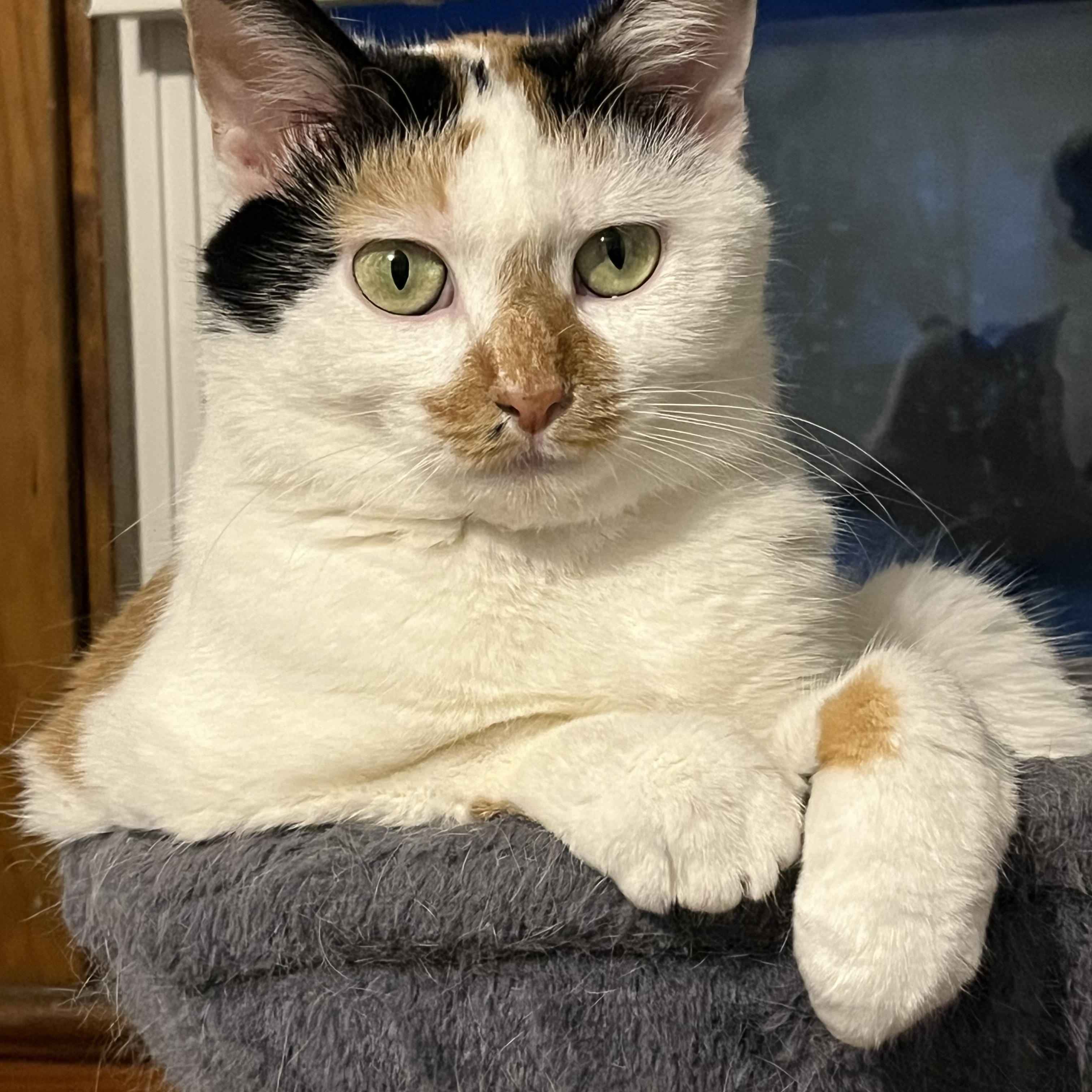 Coral, a Adoptable mixed breed in Massillon, OH image 3/6