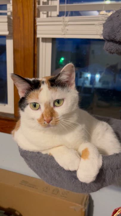 Enlarge Coral, a Adoptable mixed breed in Massillon, OH video 4/6