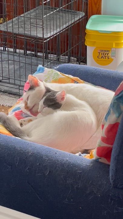 Enlarge Coral, a Adoptable mixed breed in Massillon, OH video 4/6