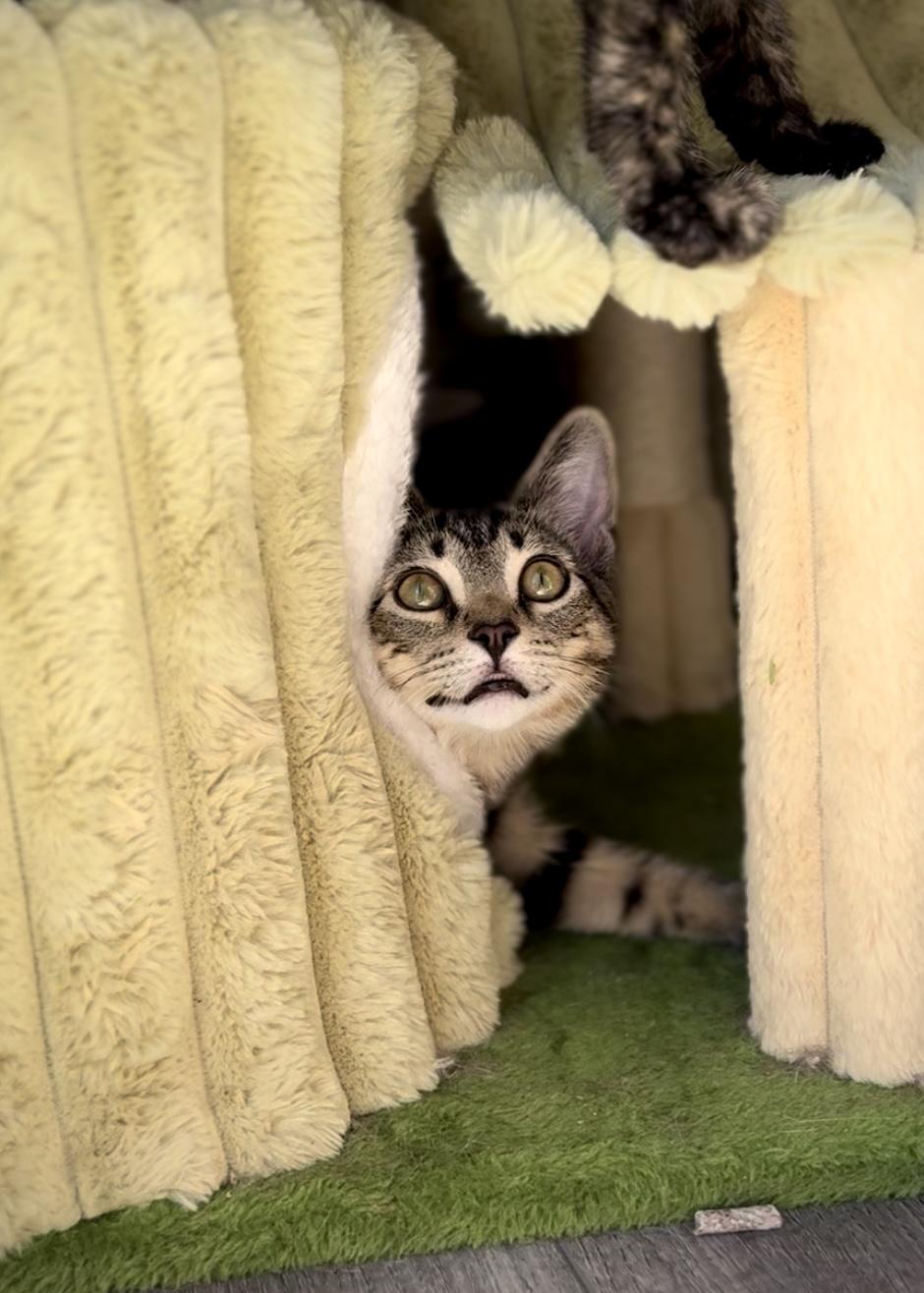 Forest, a Adoptable Domestic Short Hair in Garden Grove, CA image 3/6