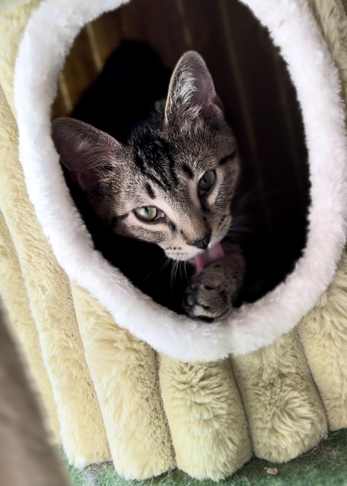 Forest, a Adoptable Domestic Short Hair in Garden Grove, CA image 4/6