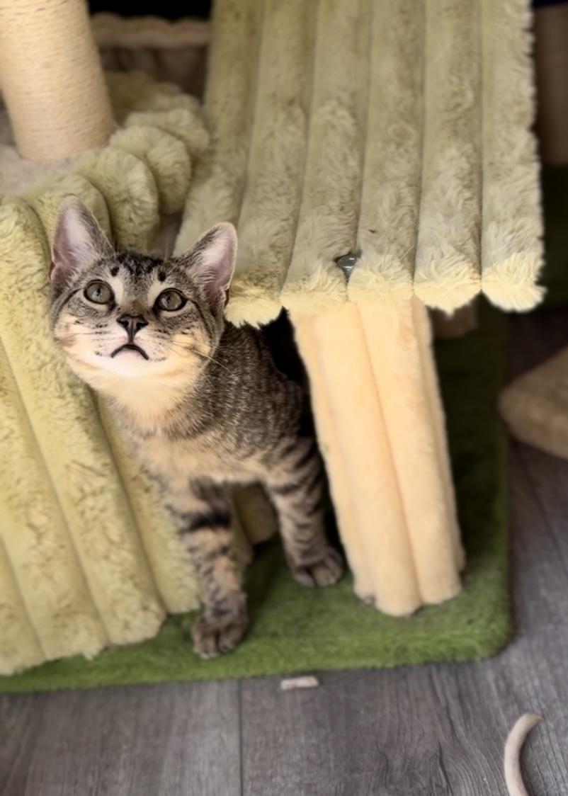 Forest, a Adoptable Domestic Short Hair in Garden Grove, CA image 1/6