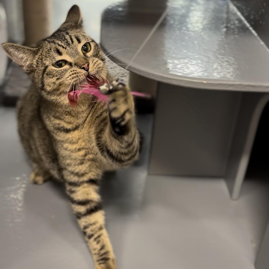 Enlarge Forest, a Adoptable Domestic Short Hair in Garden Grove, CA image 2/6