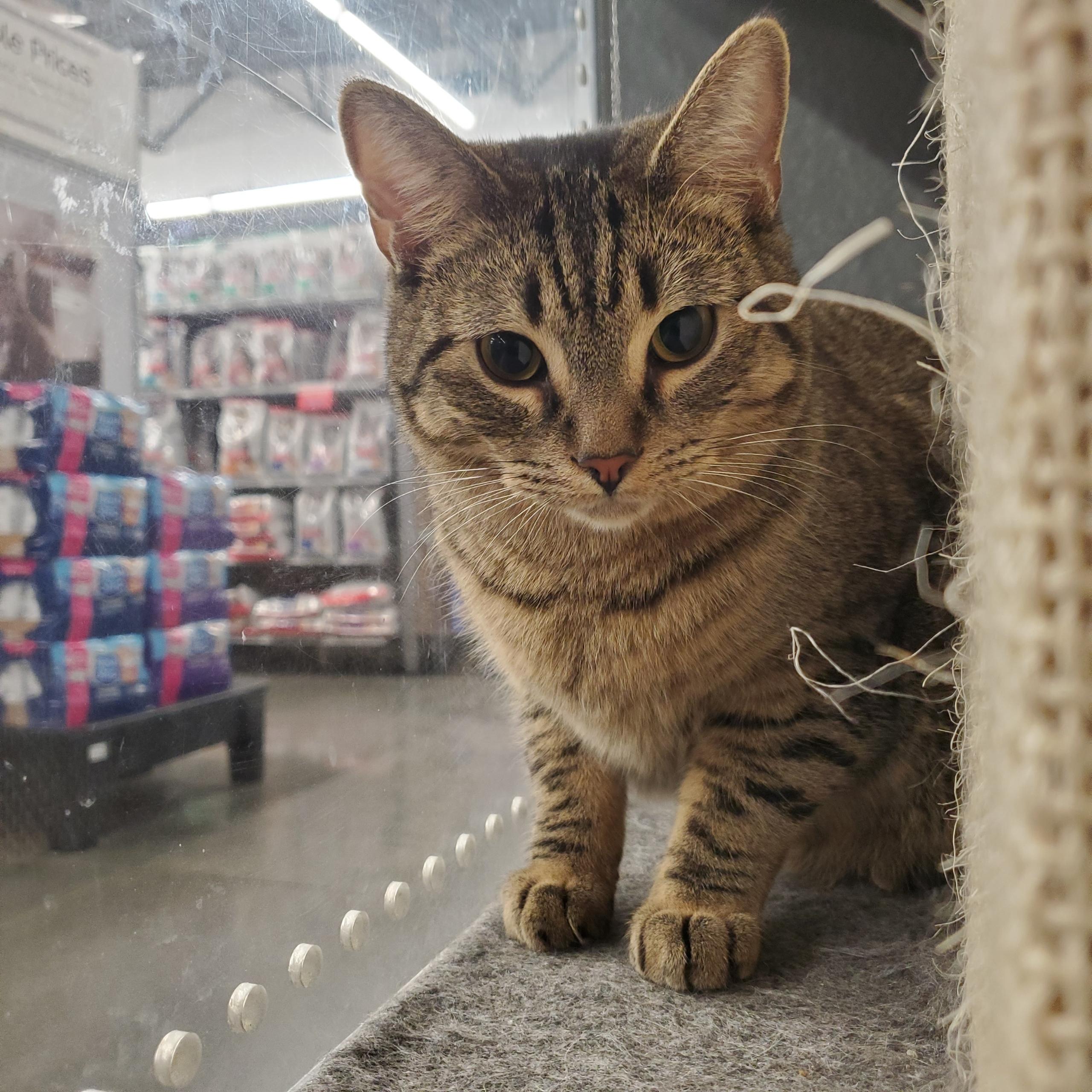 Enlarge Forest, a Adoptable Domestic Short Hair in Garden Grove, CA image 4/6