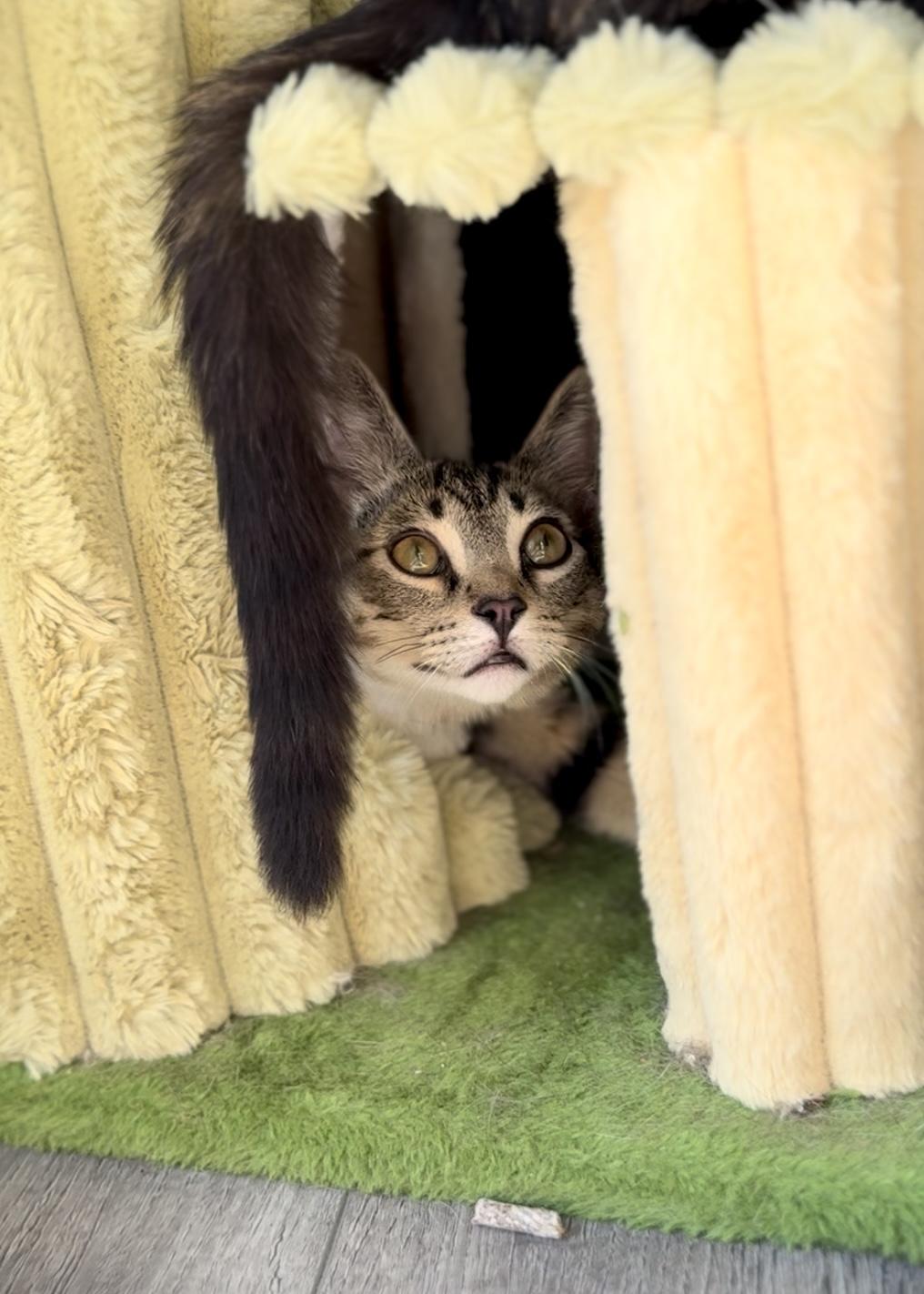 Forest, a Adoptable Domestic Short Hair in Garden Grove, CA image 5/6