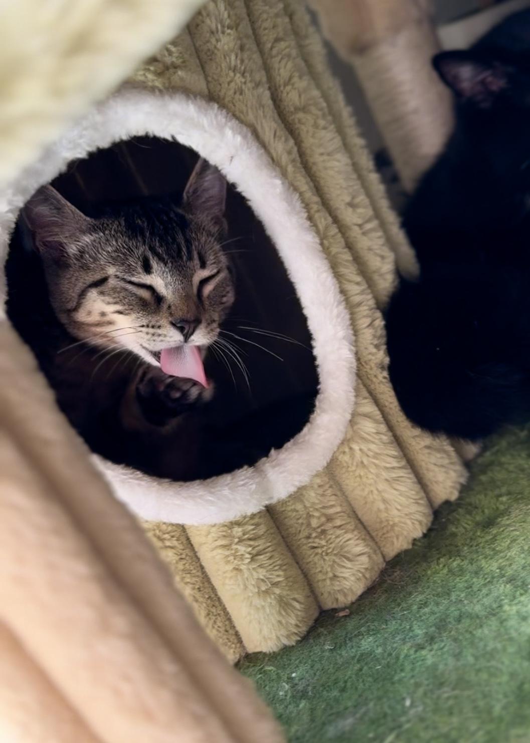 Forest, a Adoptable Domestic Short Hair in Garden Grove, CA image 6/6