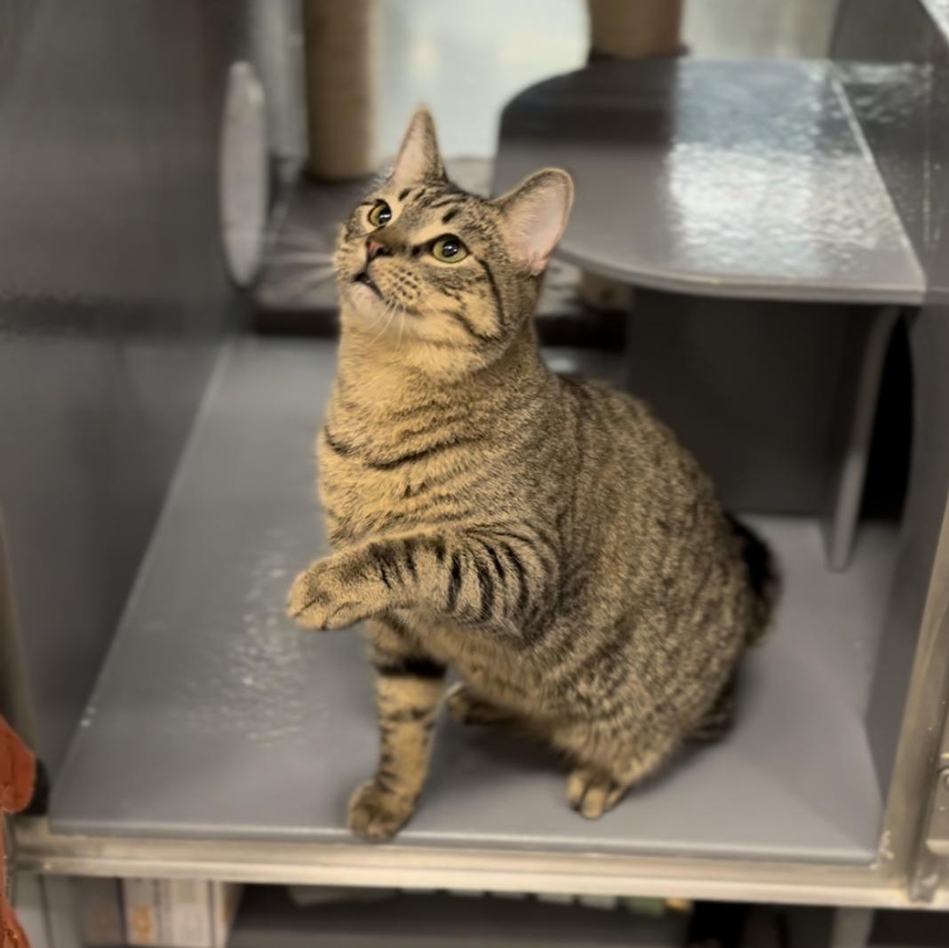 Enlarge Forest, a Adoptable Domestic Short Hair in Garden Grove, CA image 3/6