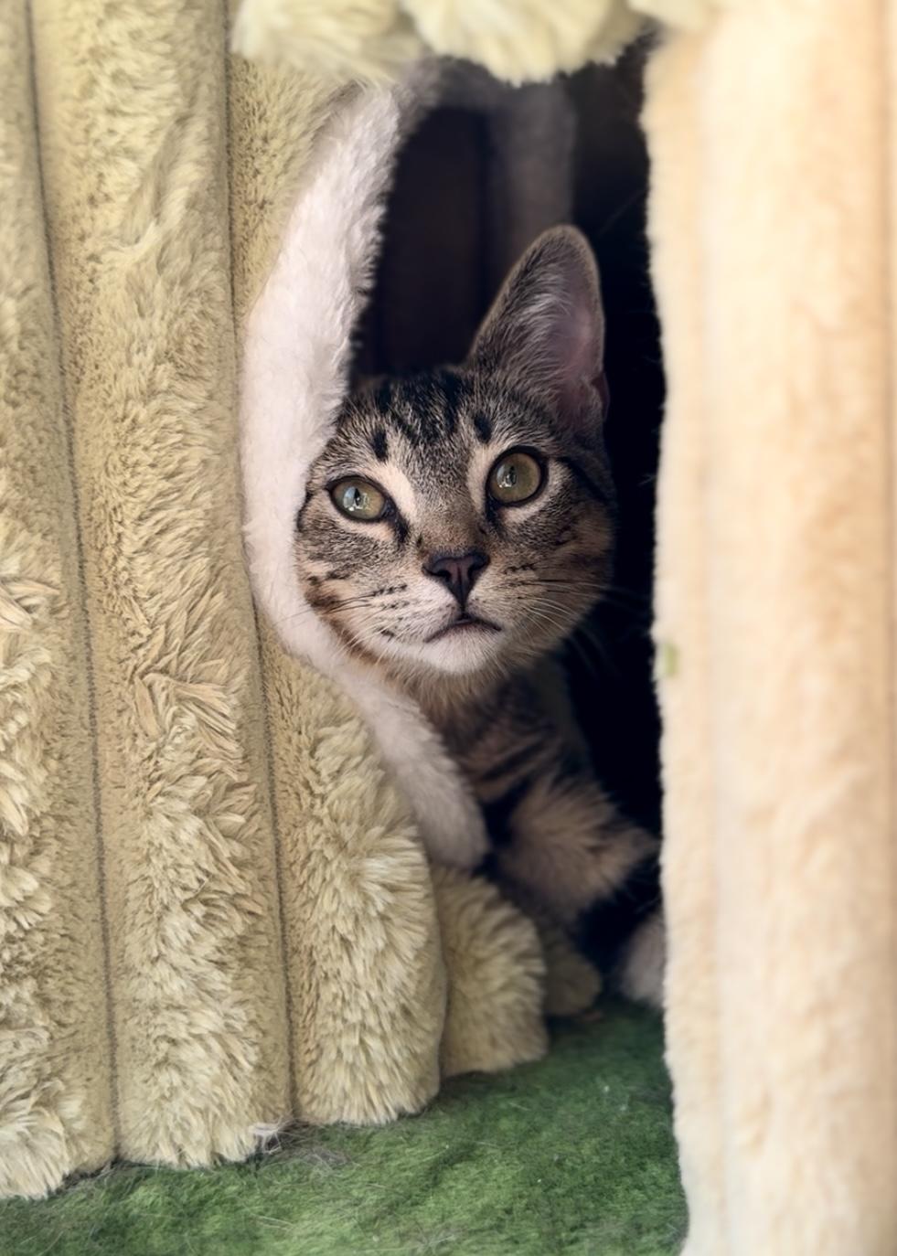 Forest, a Adoptable Domestic Short Hair in Garden Grove, CA image 2/6