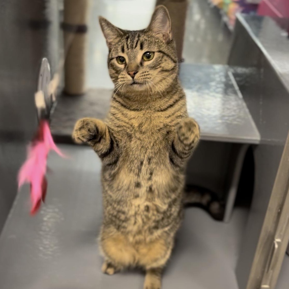 Forest, Adoptable, Young Male Domestic Short Hair.