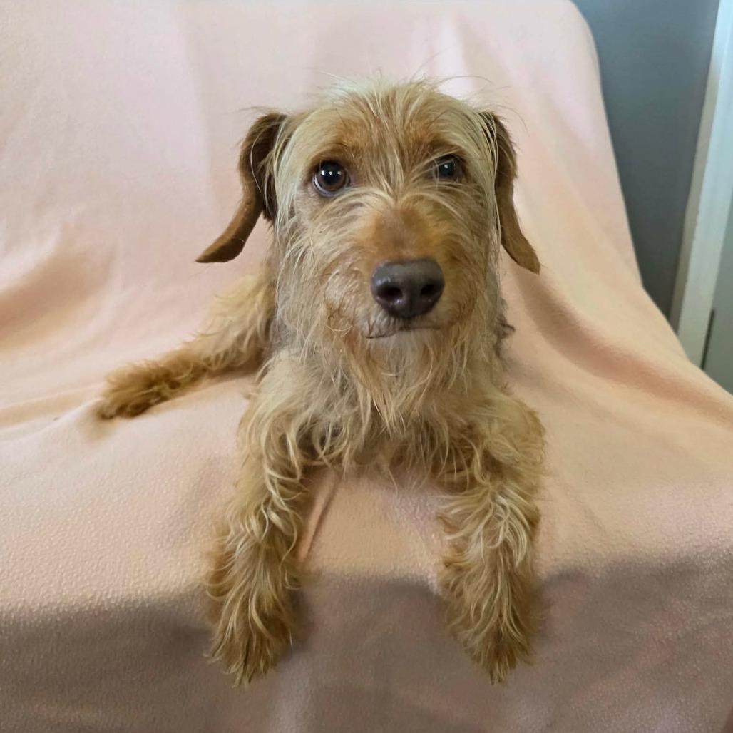 Whistle, Adoptable, Adult Female Beagle & Miniature Schnauzer.