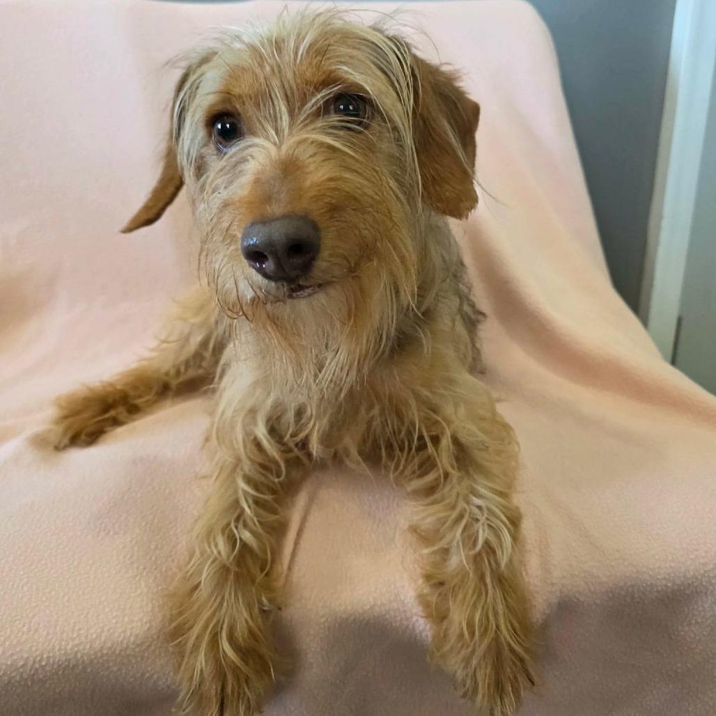 Whistle, a Adoptable mixed breed in Jackson, MO image 2/6