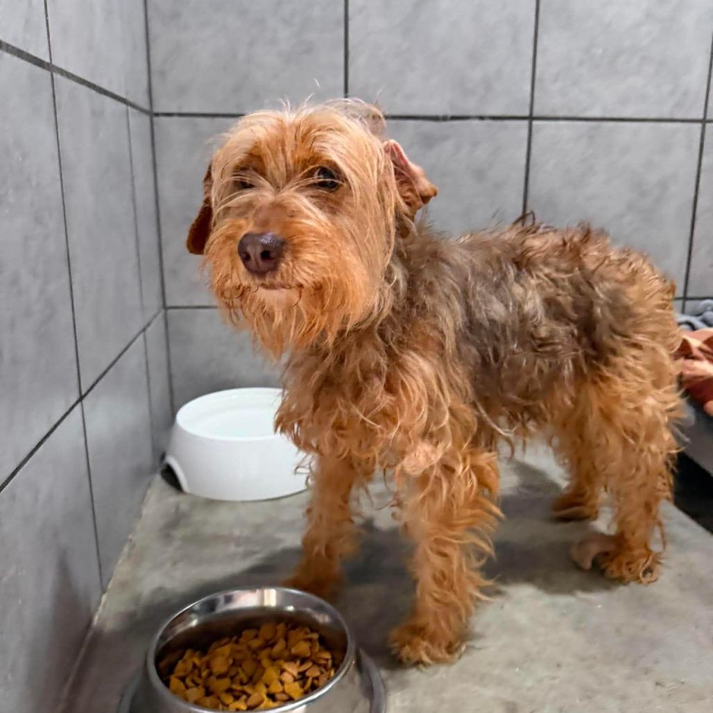 Whistle, a Adoptable mixed breed in Jackson, MO image 4/6