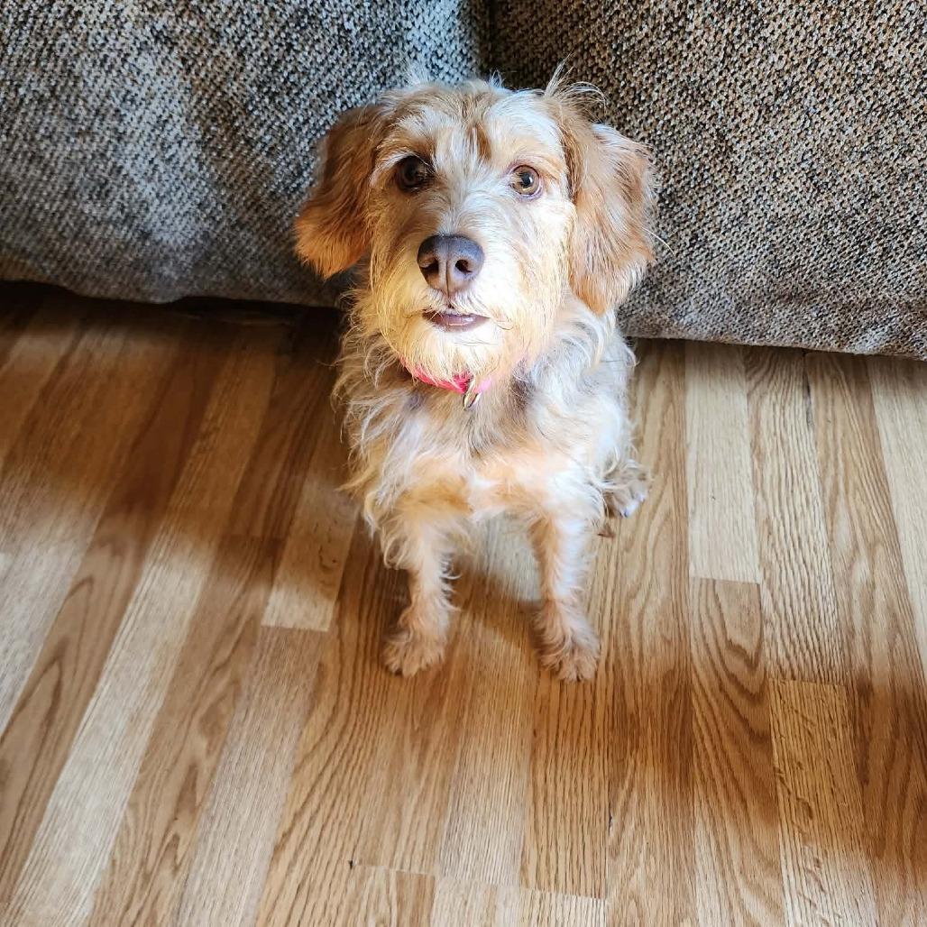 Whistle, a Adoptable mixed breed in Jackson, MO image 5/6