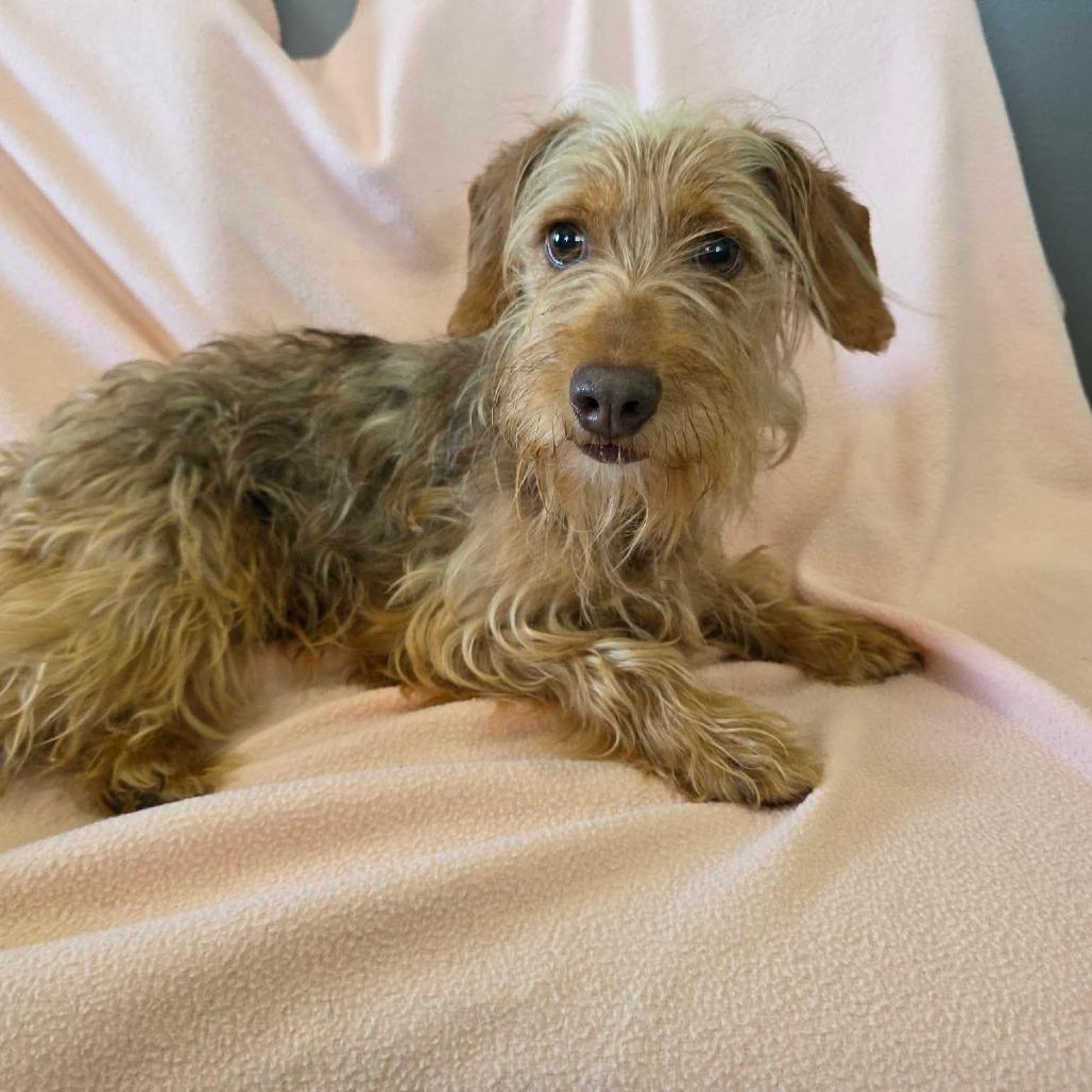 Whistle, a Adoptable mixed breed in Jackson, MO image 6/6