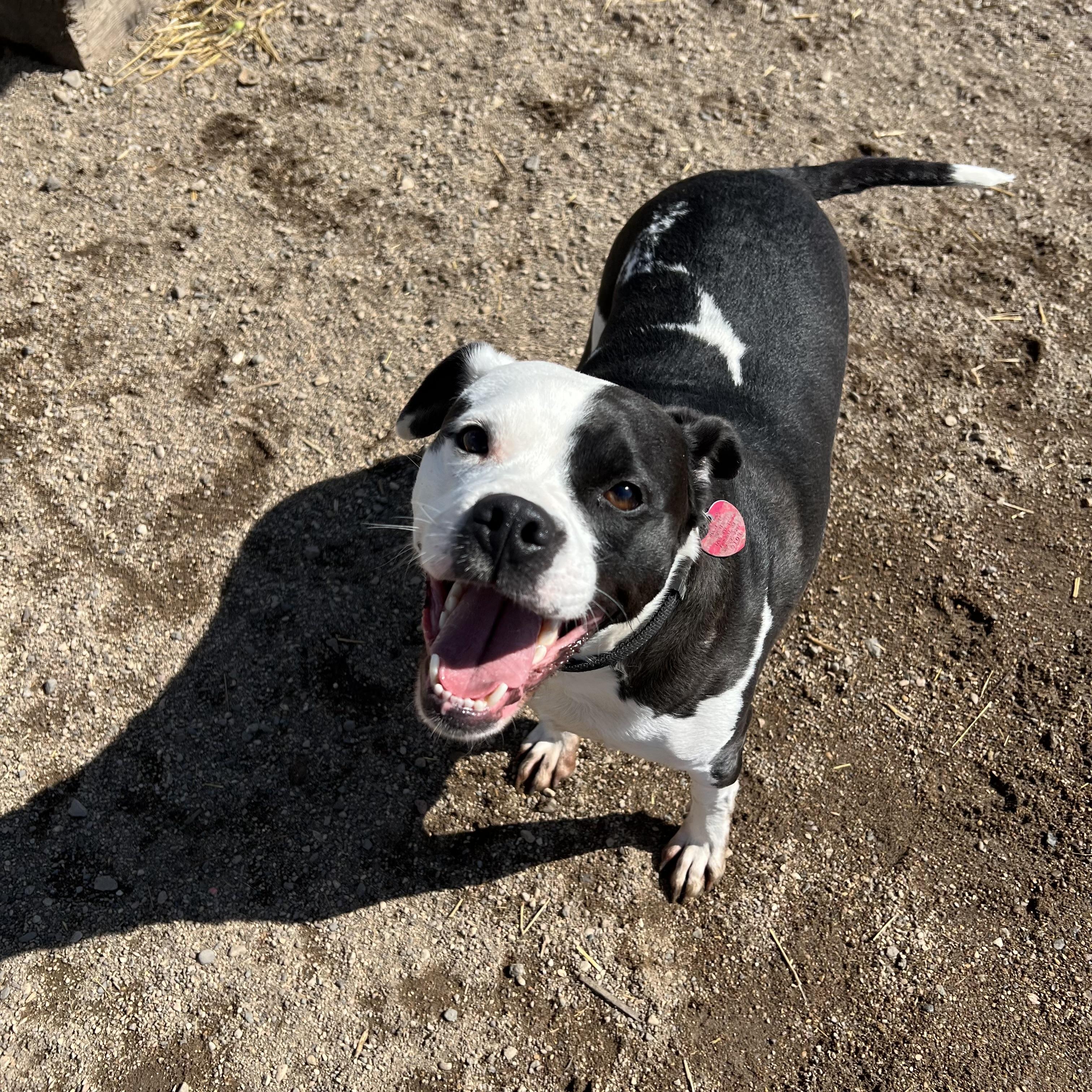 Zander - Sponsored by Figueroa’s Construction photo 4