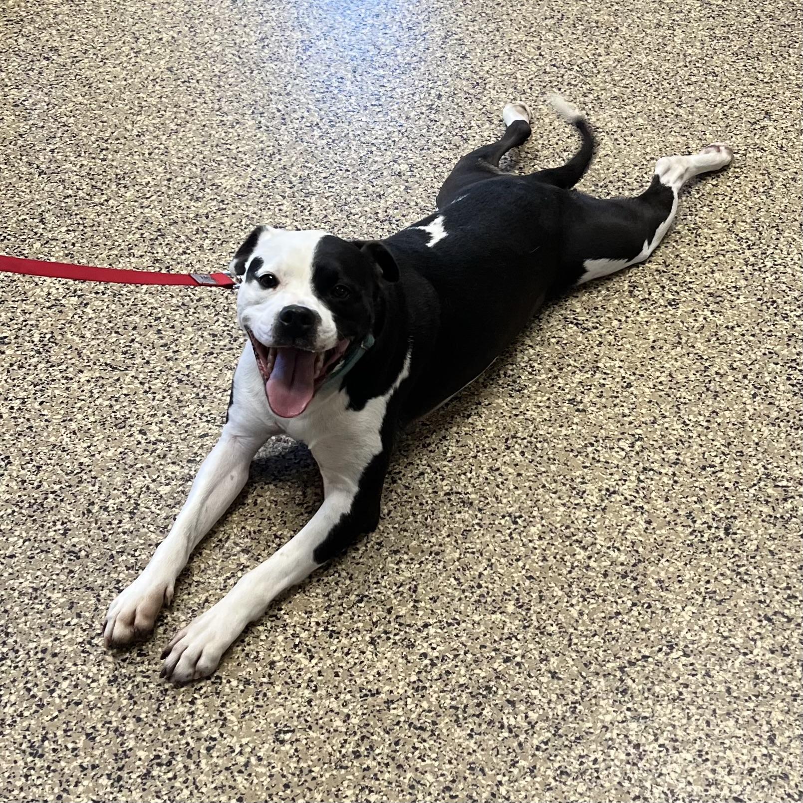 Zander, an adoptable American Bulldog in Fairmont, MN, 56031 | Photo Image 3
