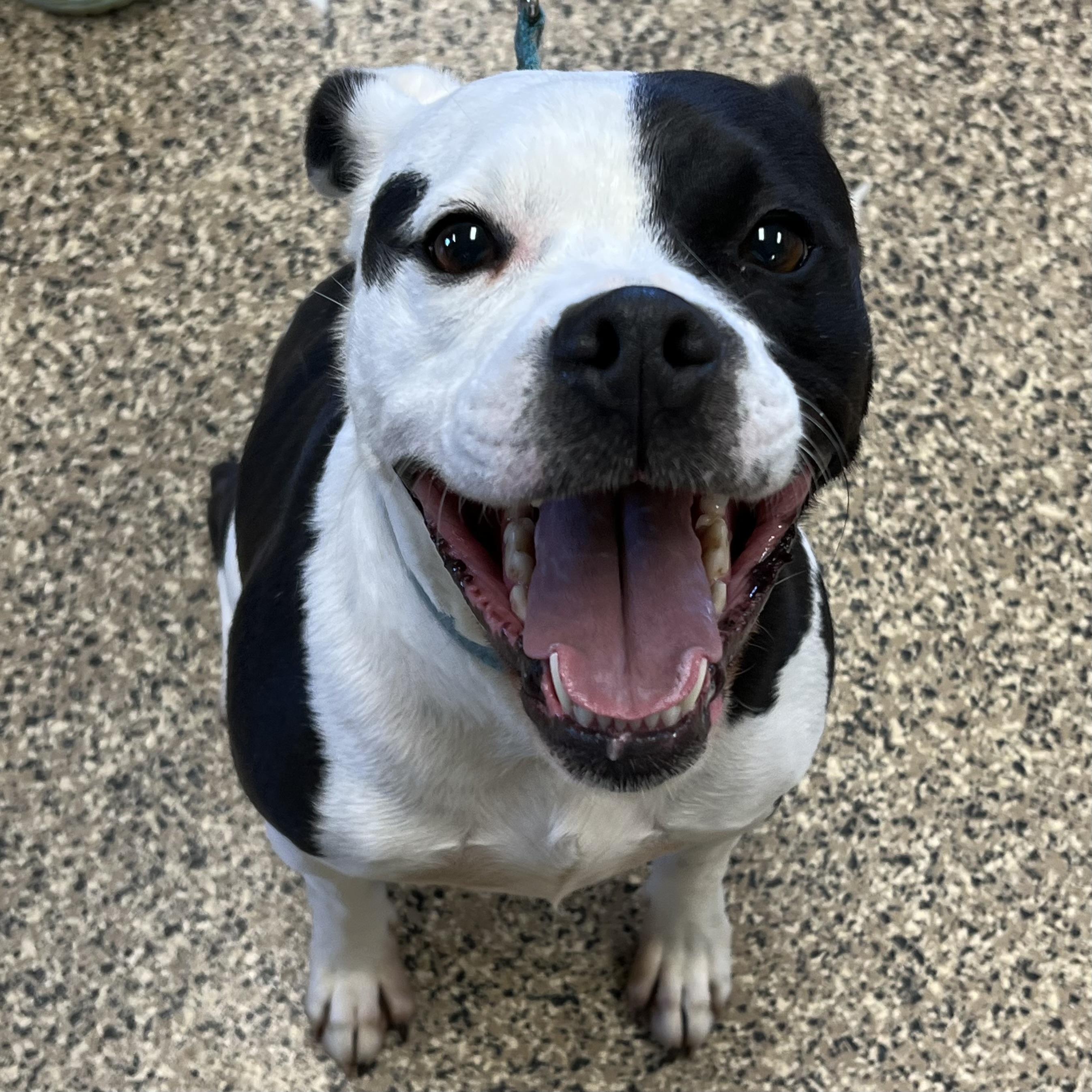 Zander, an adoptable American Bulldog in Fairmont, MN, 56031 | Photo Image 1