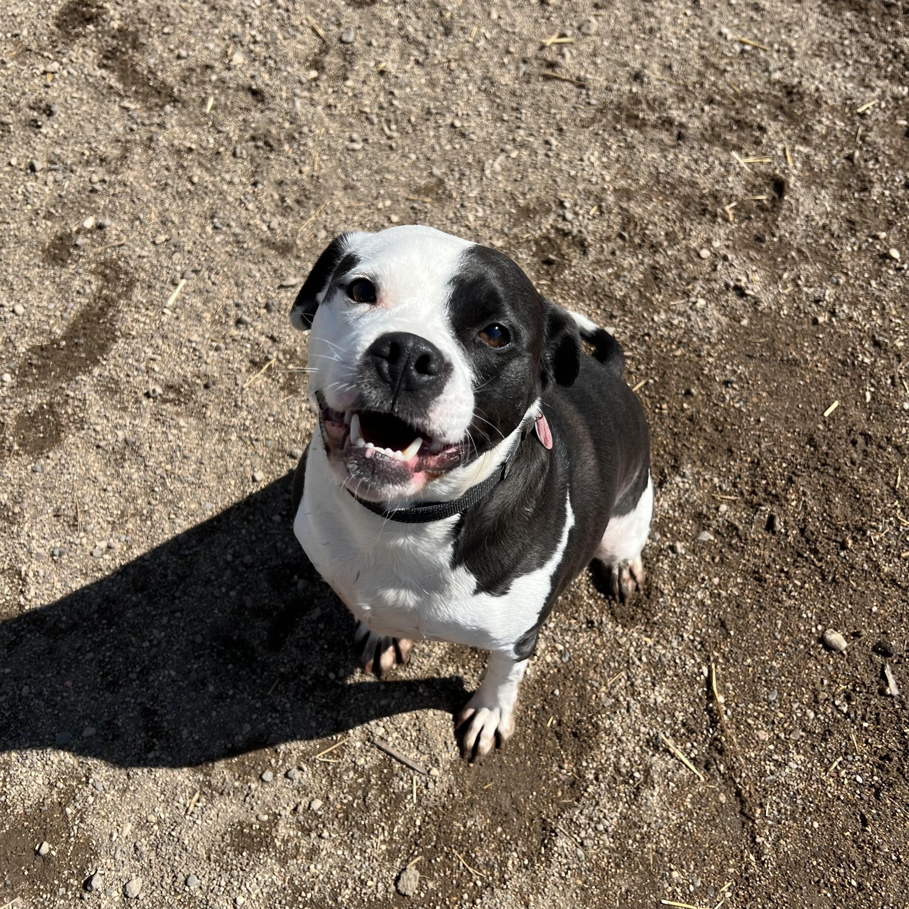 Zander - Sponsored by Figueroa’s Construction, Adult Male American Bulldog