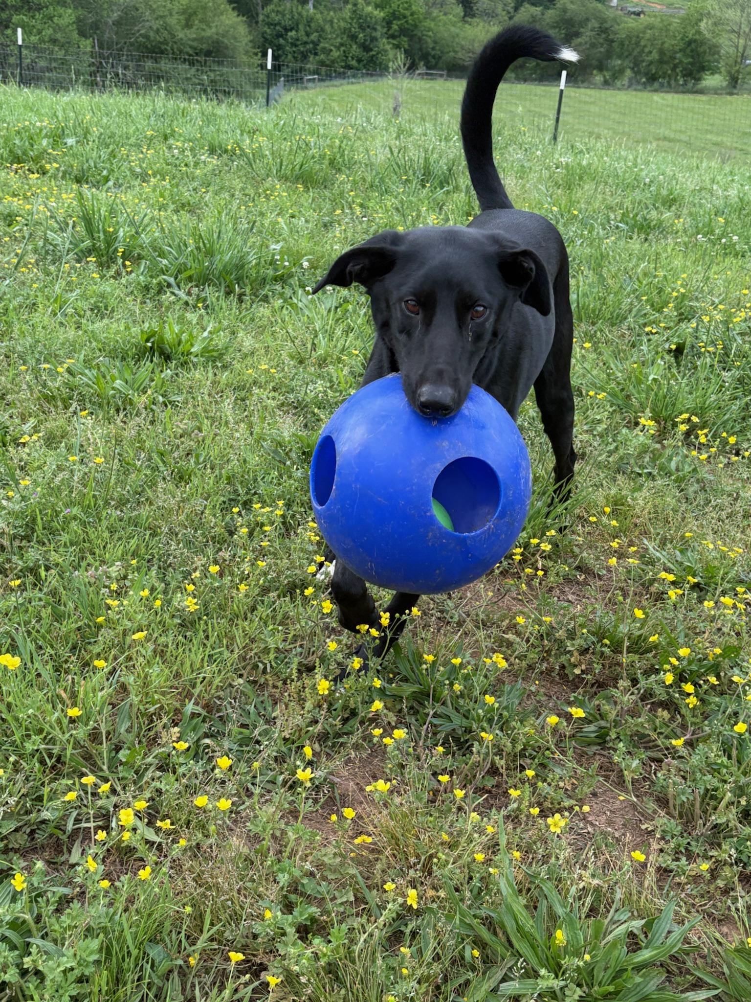Boone photo 2