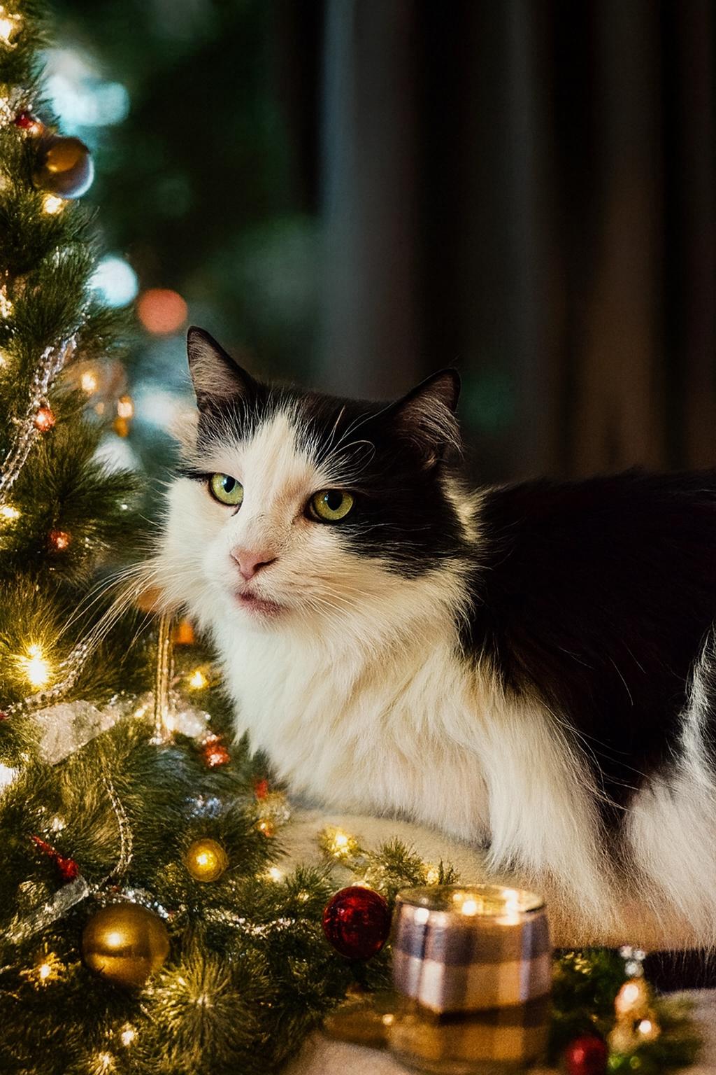 Portia, Adoptable, Adult Female Domestic Medium Hair.