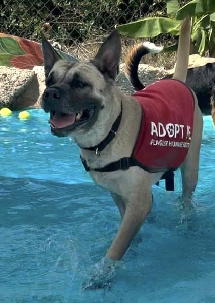 Enlarge Clover, a Adoptable mixed breed in Palm Coast, FL image 1/3