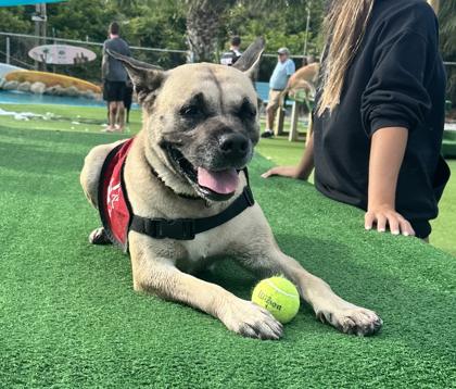 Enlarge Clover, a Adoptable mixed breed in Palm Coast, FL image 2/3