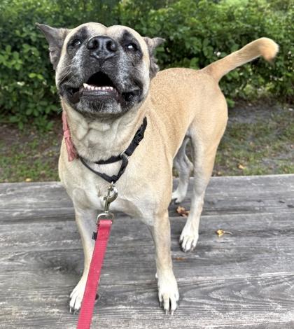 Clover, a Adoptable mixed breed in Palm Coast, FL image 1/3
