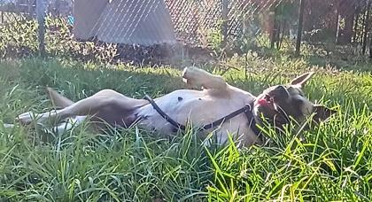 Enlarge Clover, a Adoptable mixed breed in Palm Coast, FL image 3/3