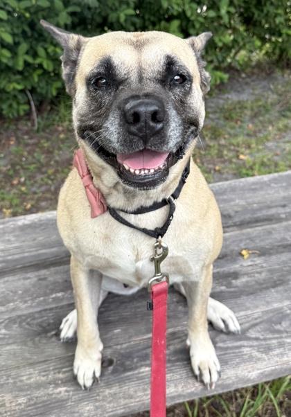 Clover, a Adoptable mixed breed in Palm Coast, FL image 2/3