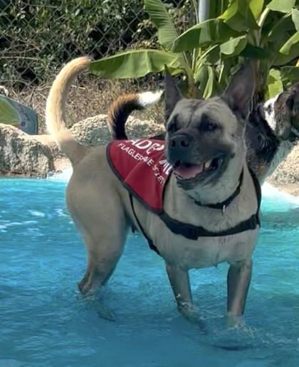 Clover, a Adoptable mixed breed in Palm Coast, FL image 3/3