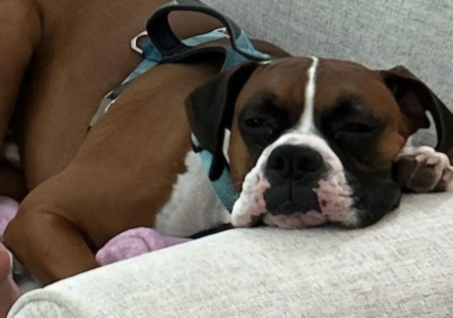 Buster F24-022, Adopted, Young Male Boxer.